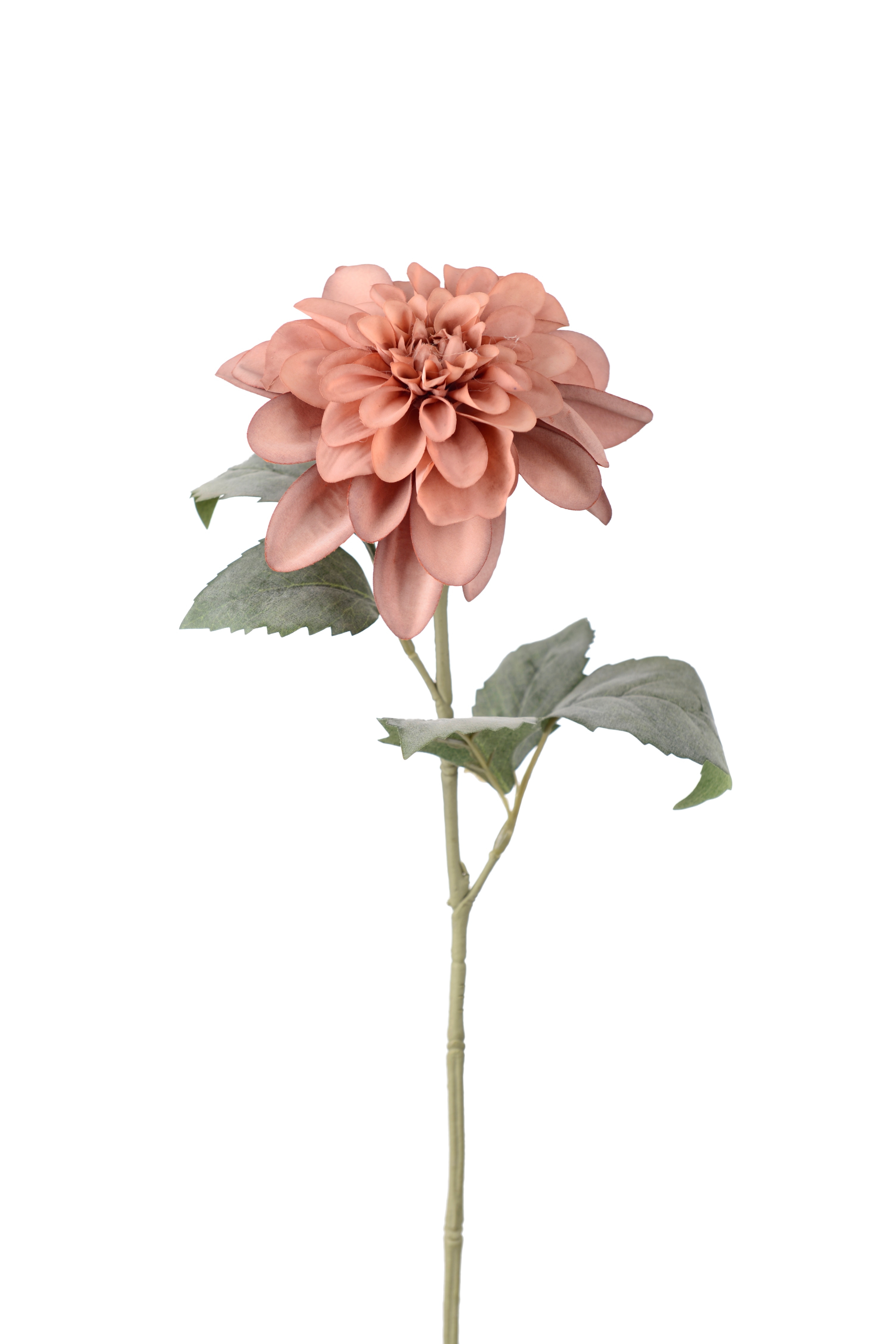 Dahlia