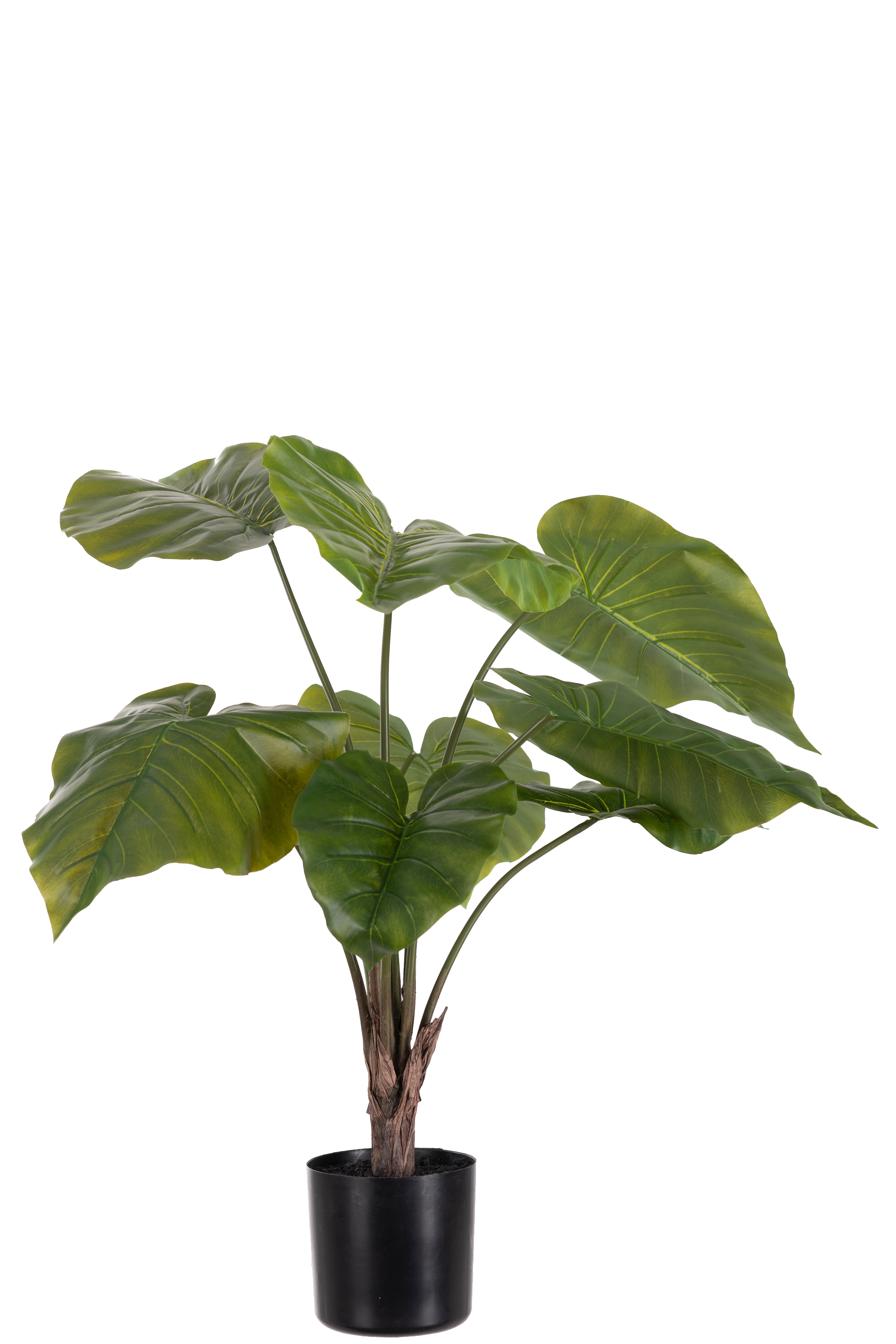 Alocasia i kruka