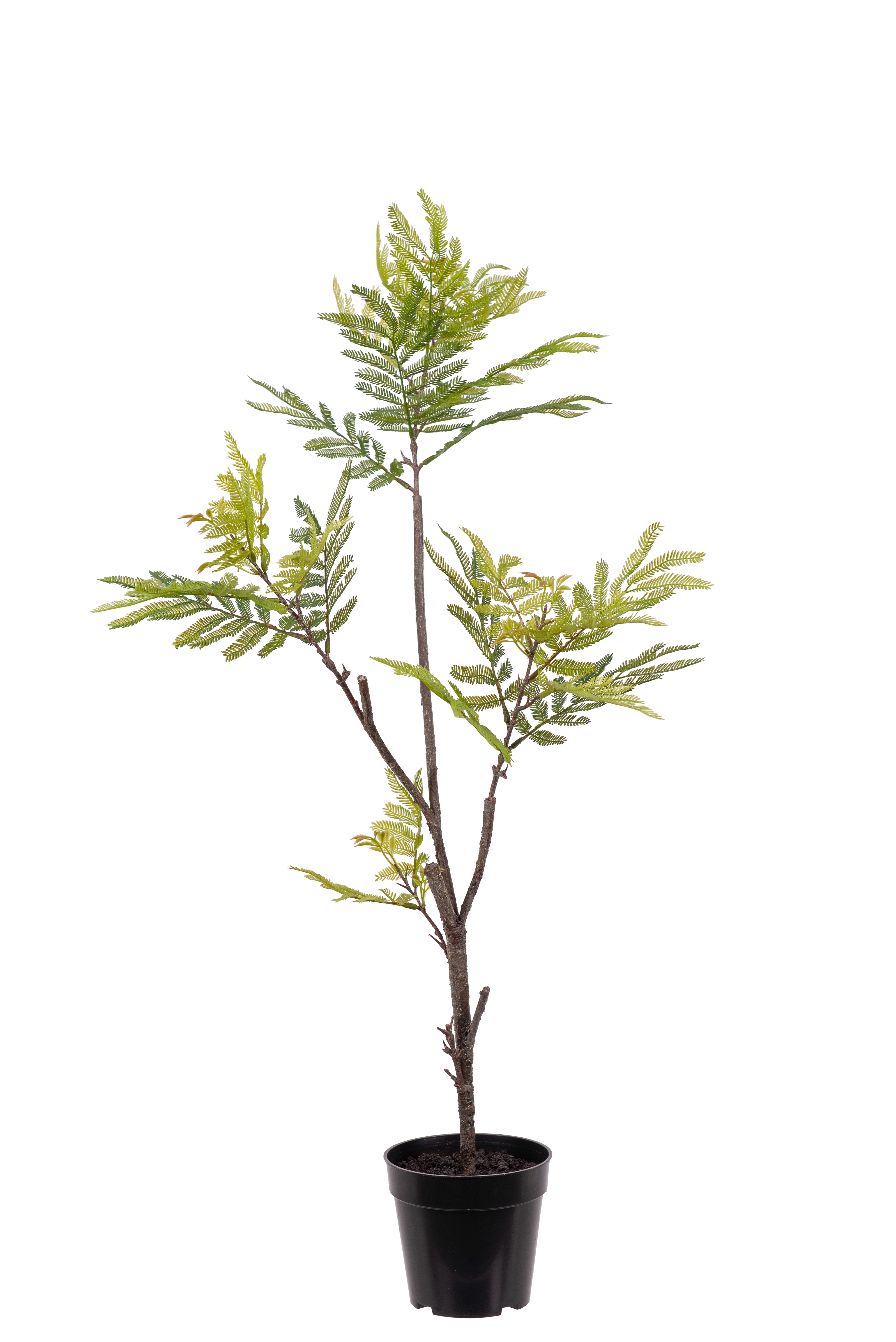 Pithecellobium