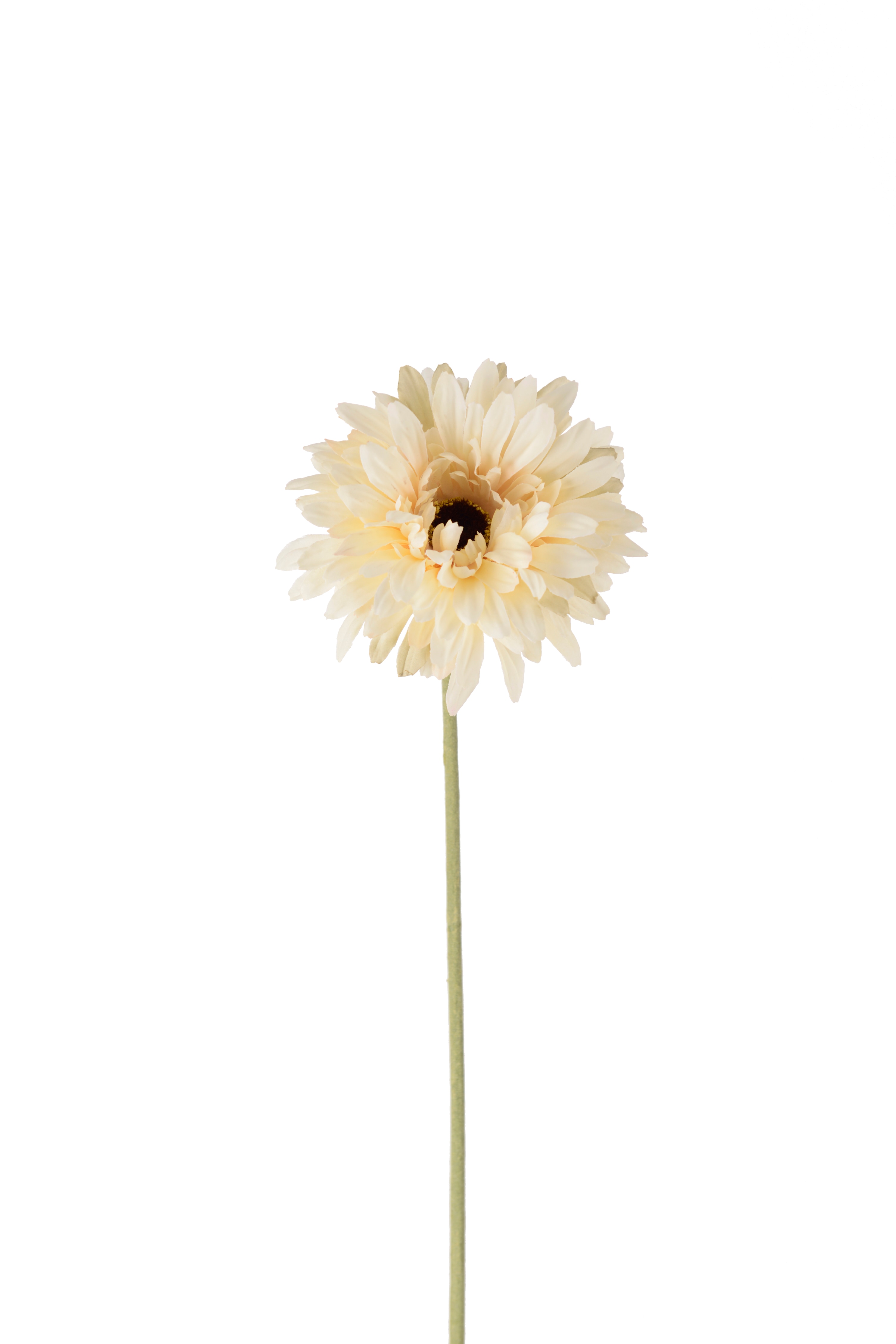 Gerbera