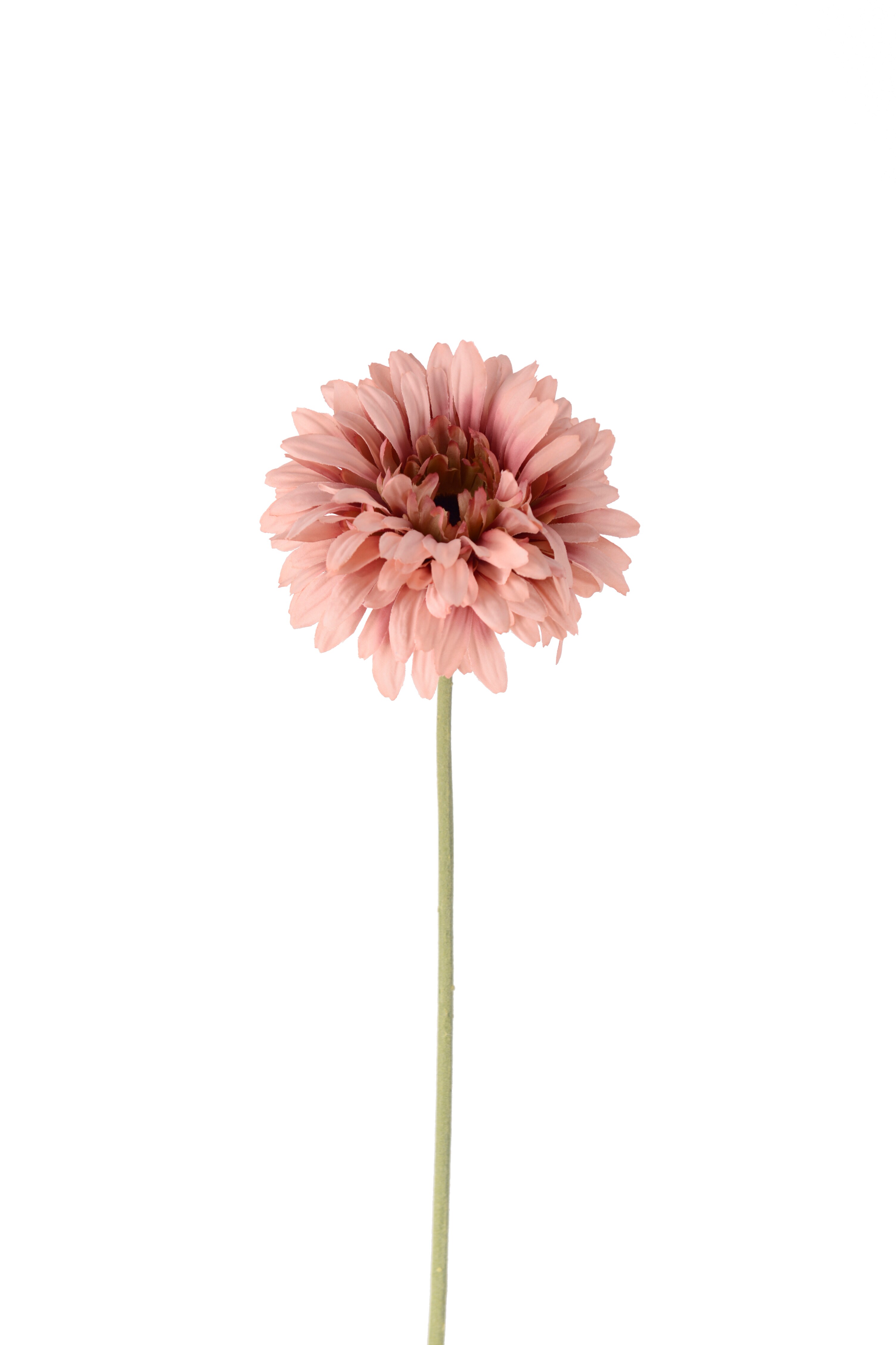 Gerbera
