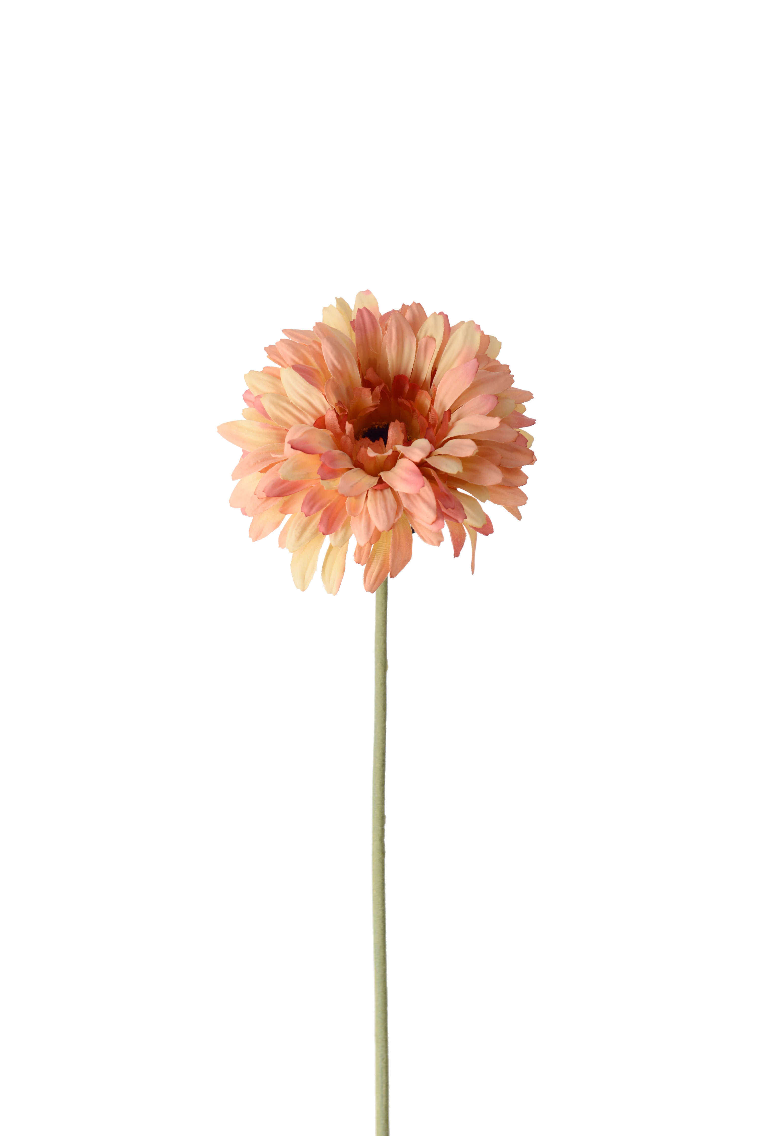 Gerbera