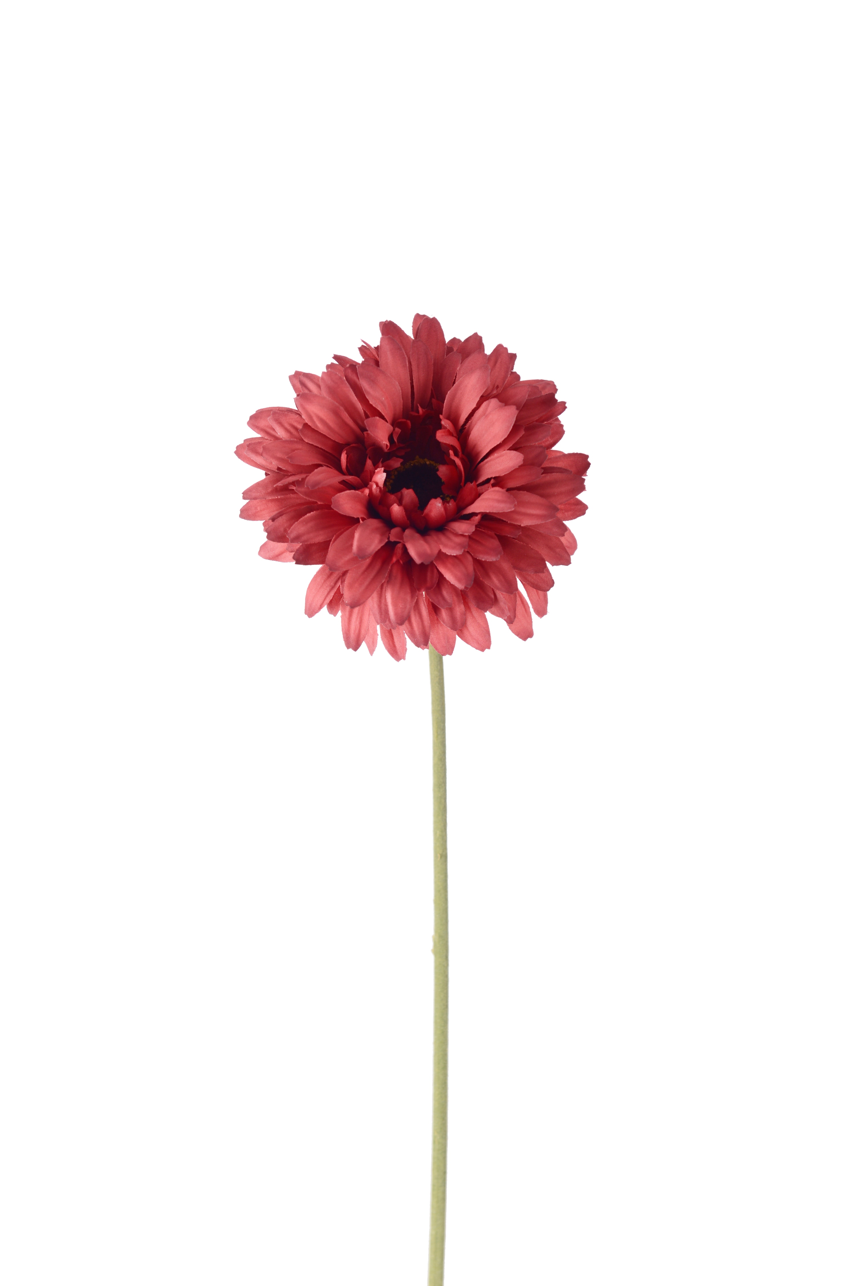 Gerbera