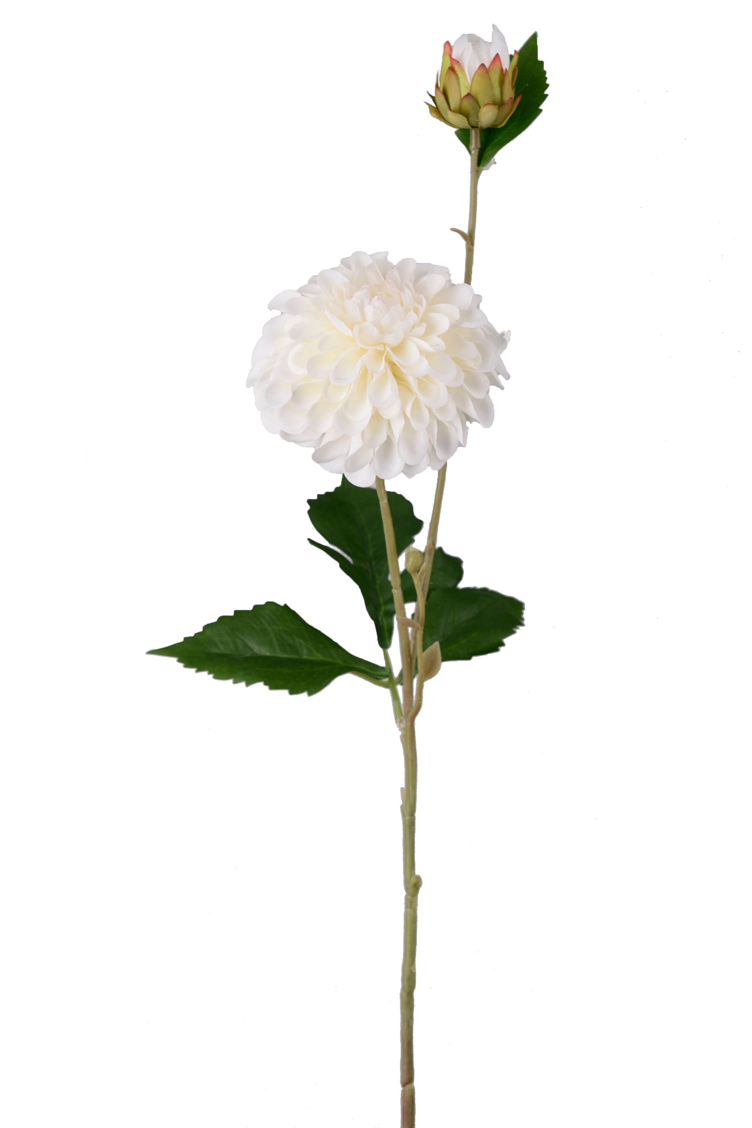 Dahlia