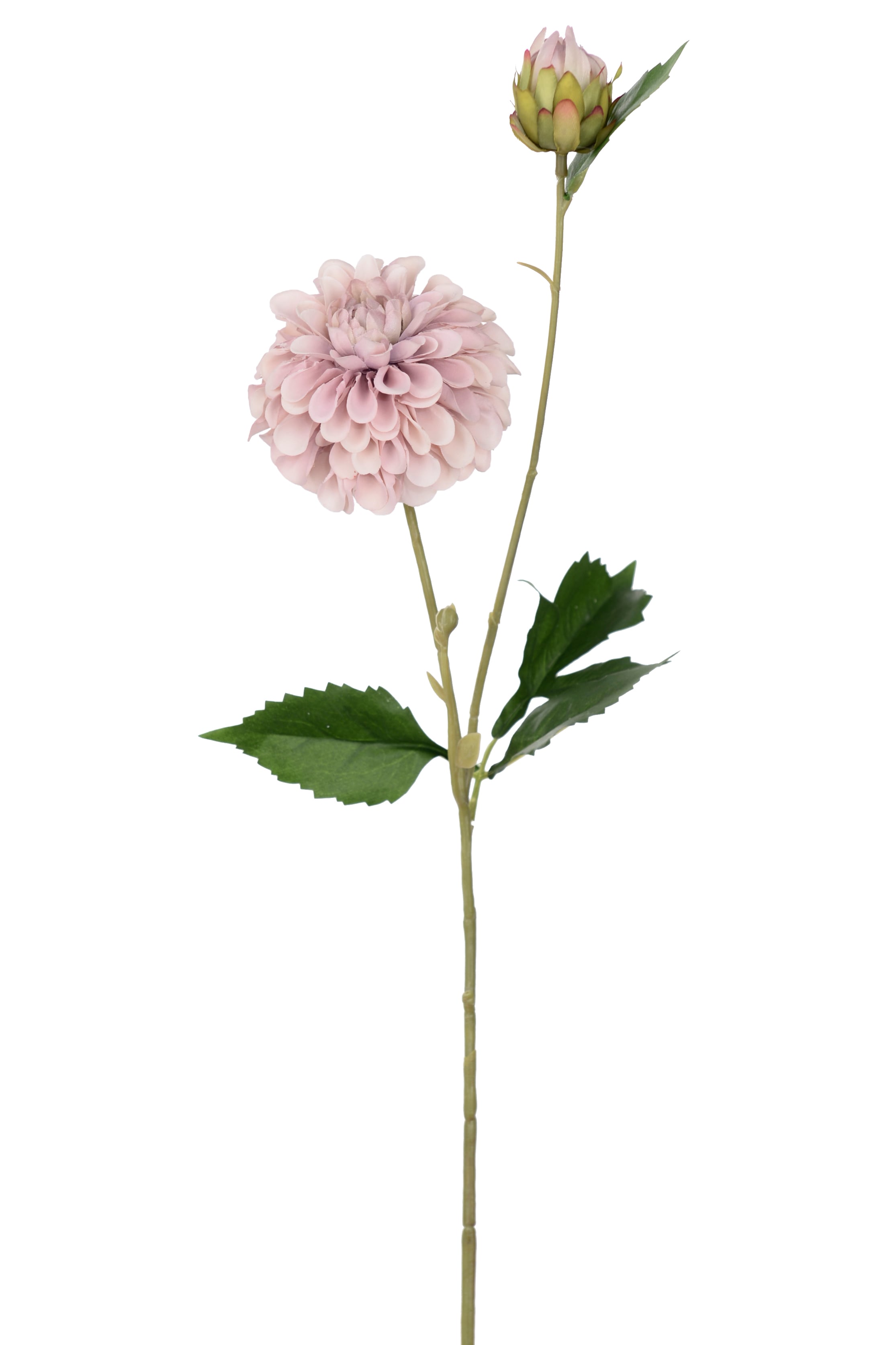 Dahlia