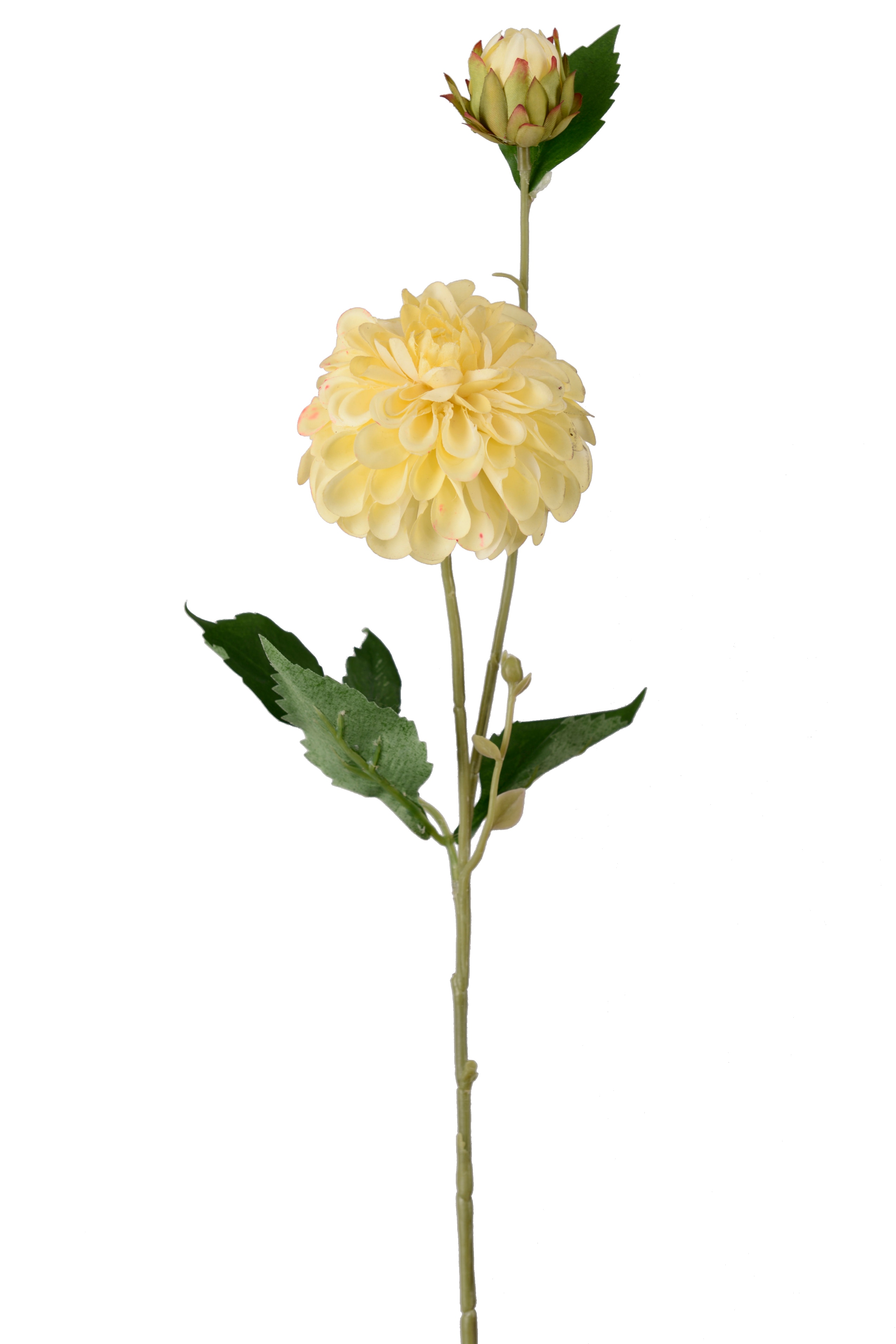 Dahlia