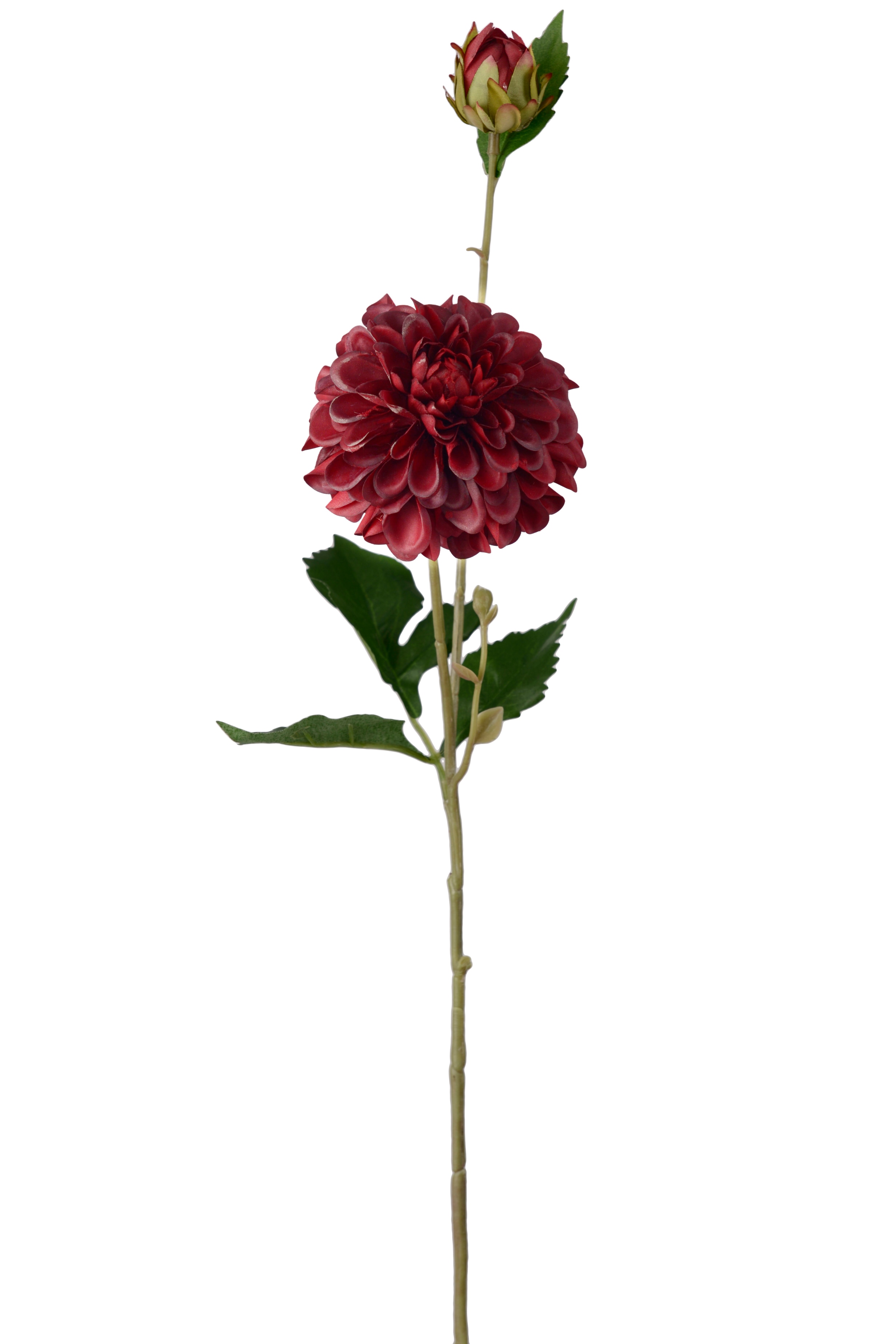 Dahlia