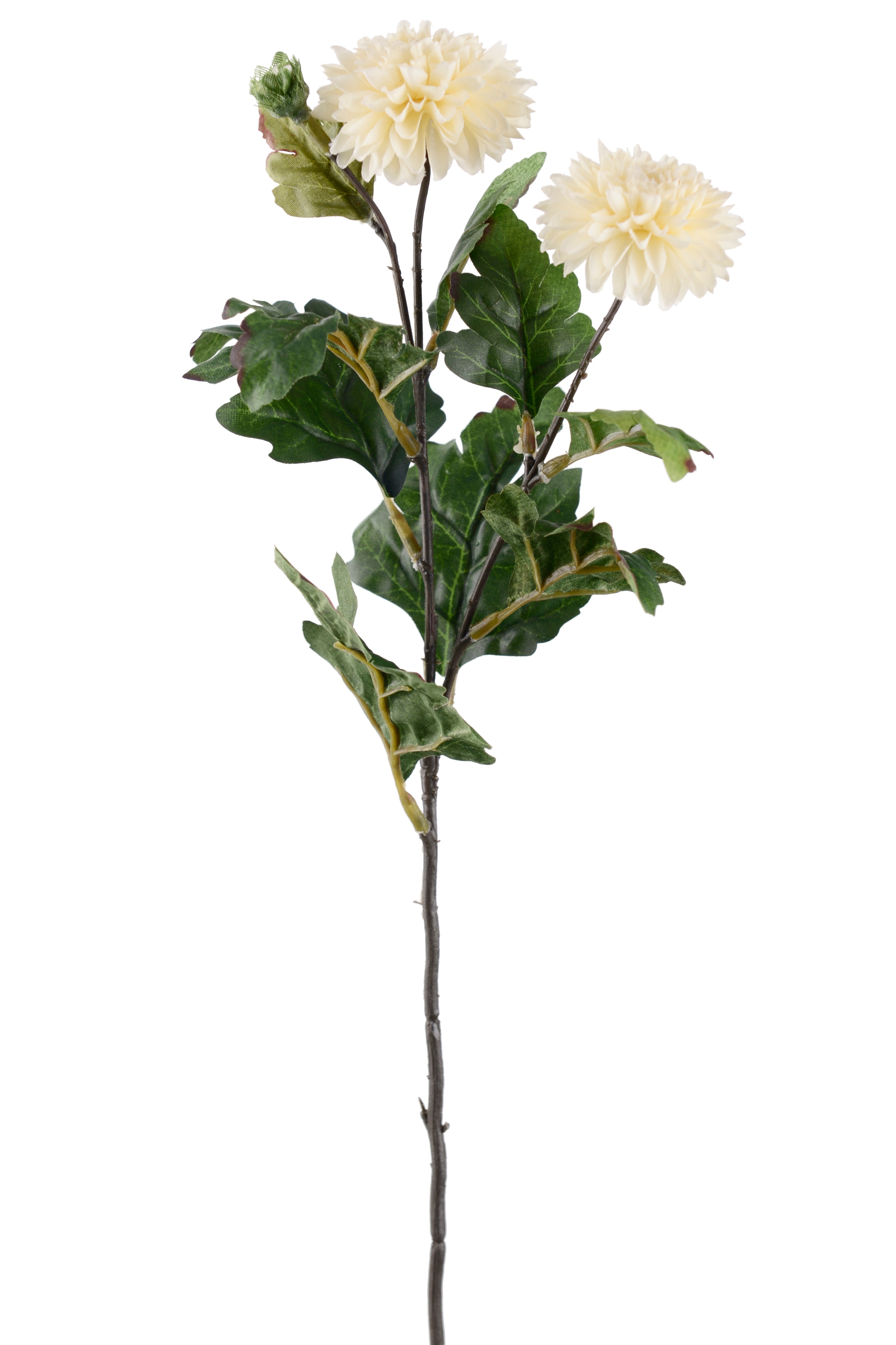 Chrysanthemum