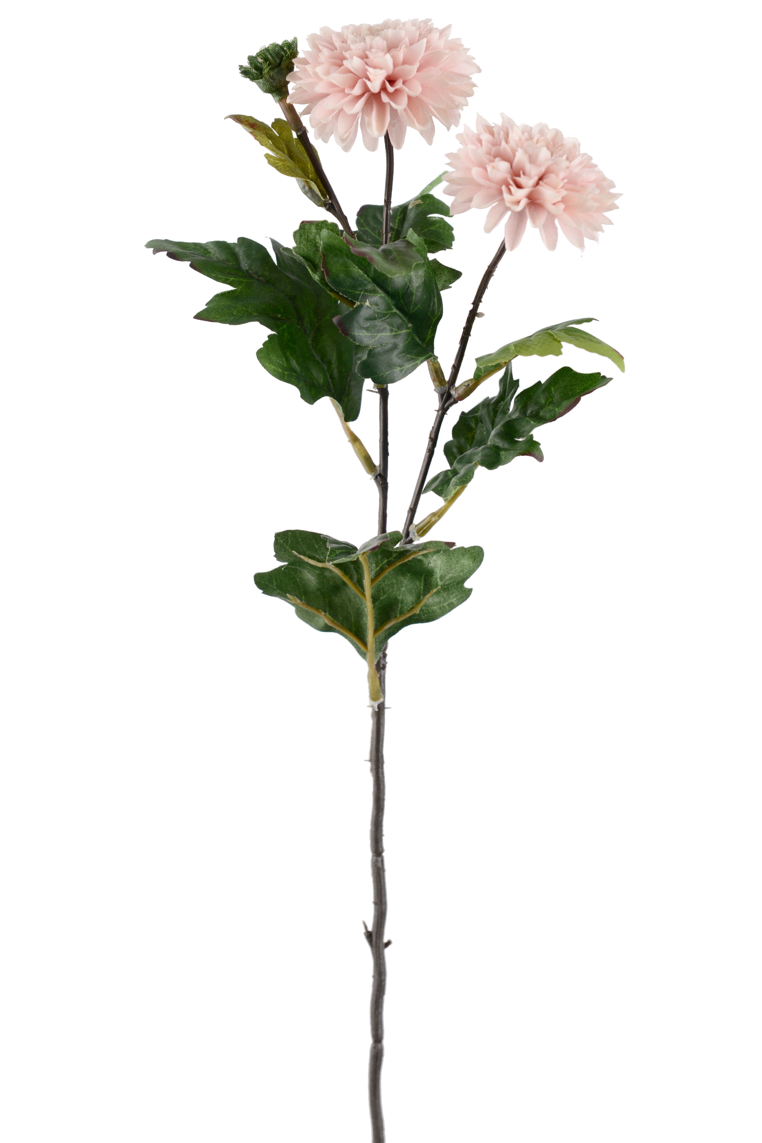 Chrysanthemum