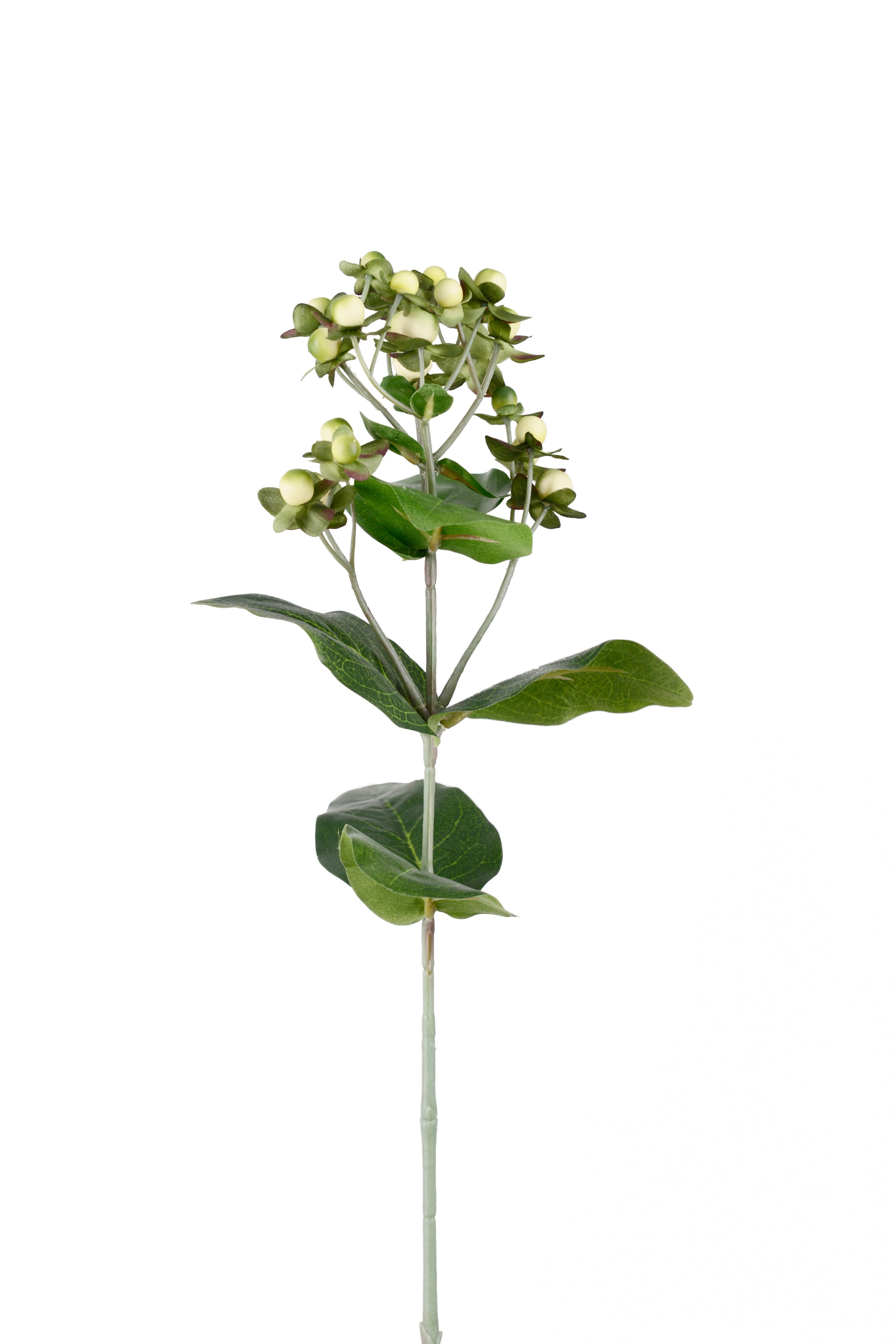 Hypericum