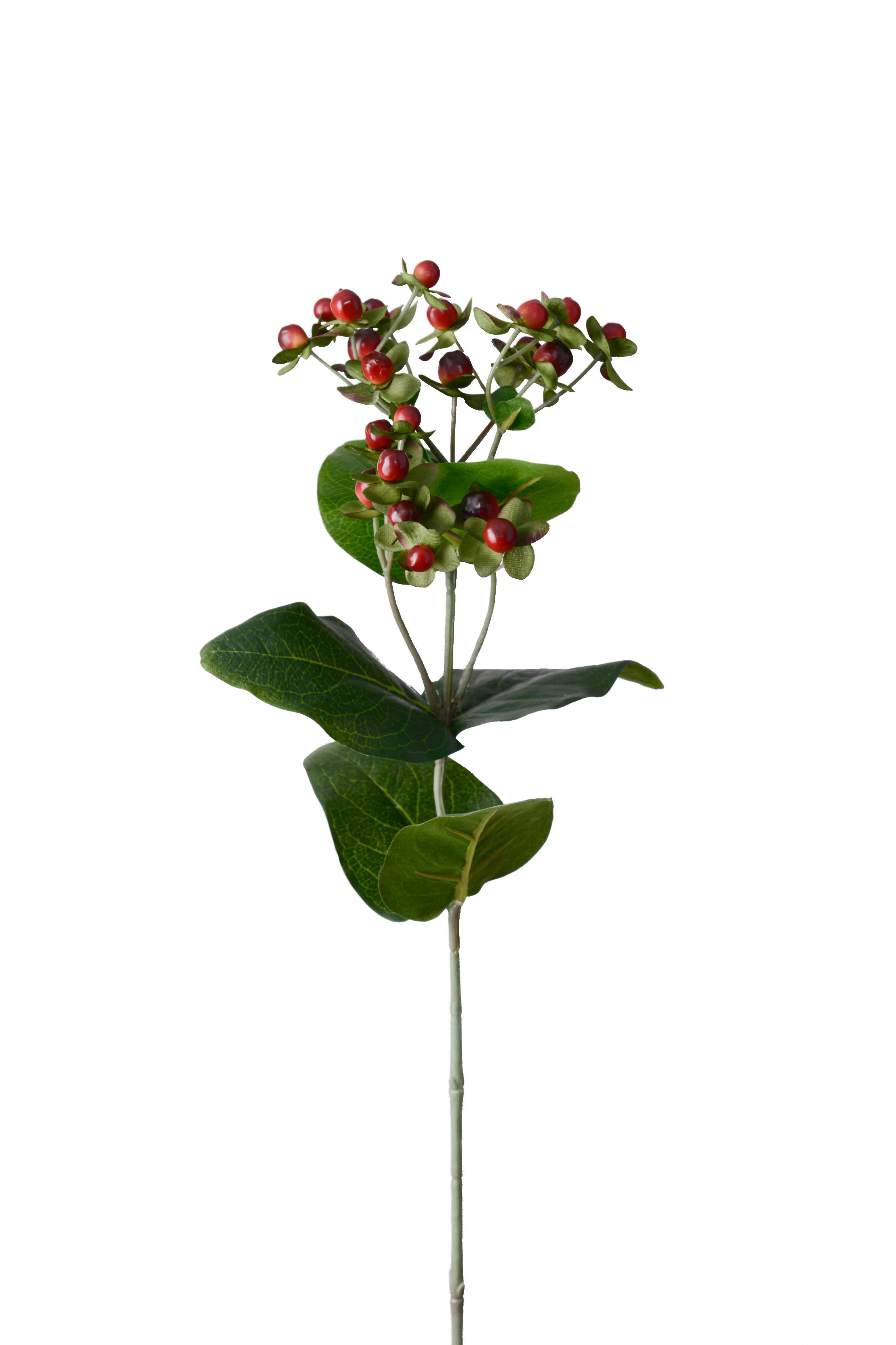 Hypericum