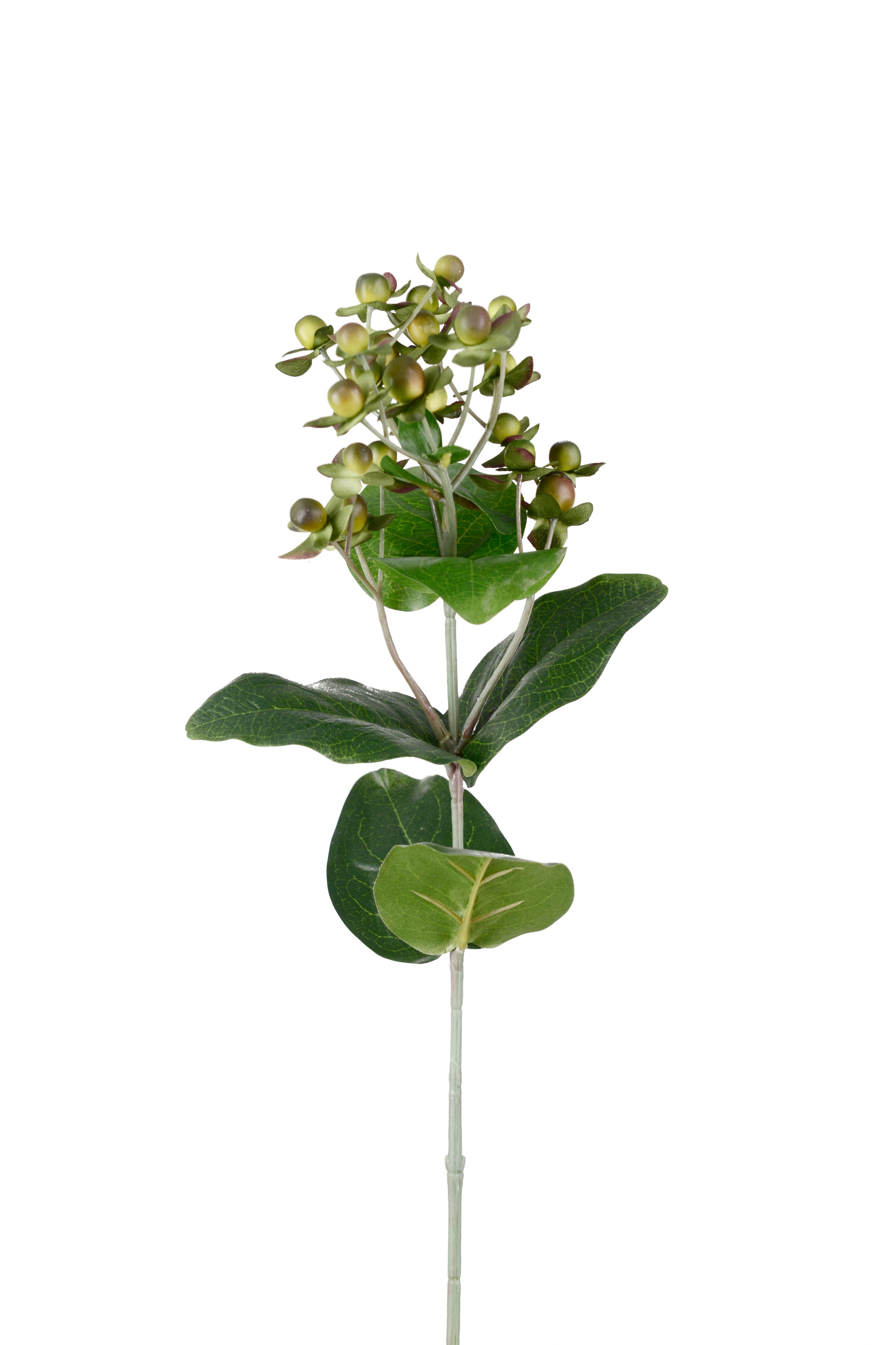 Hypericum