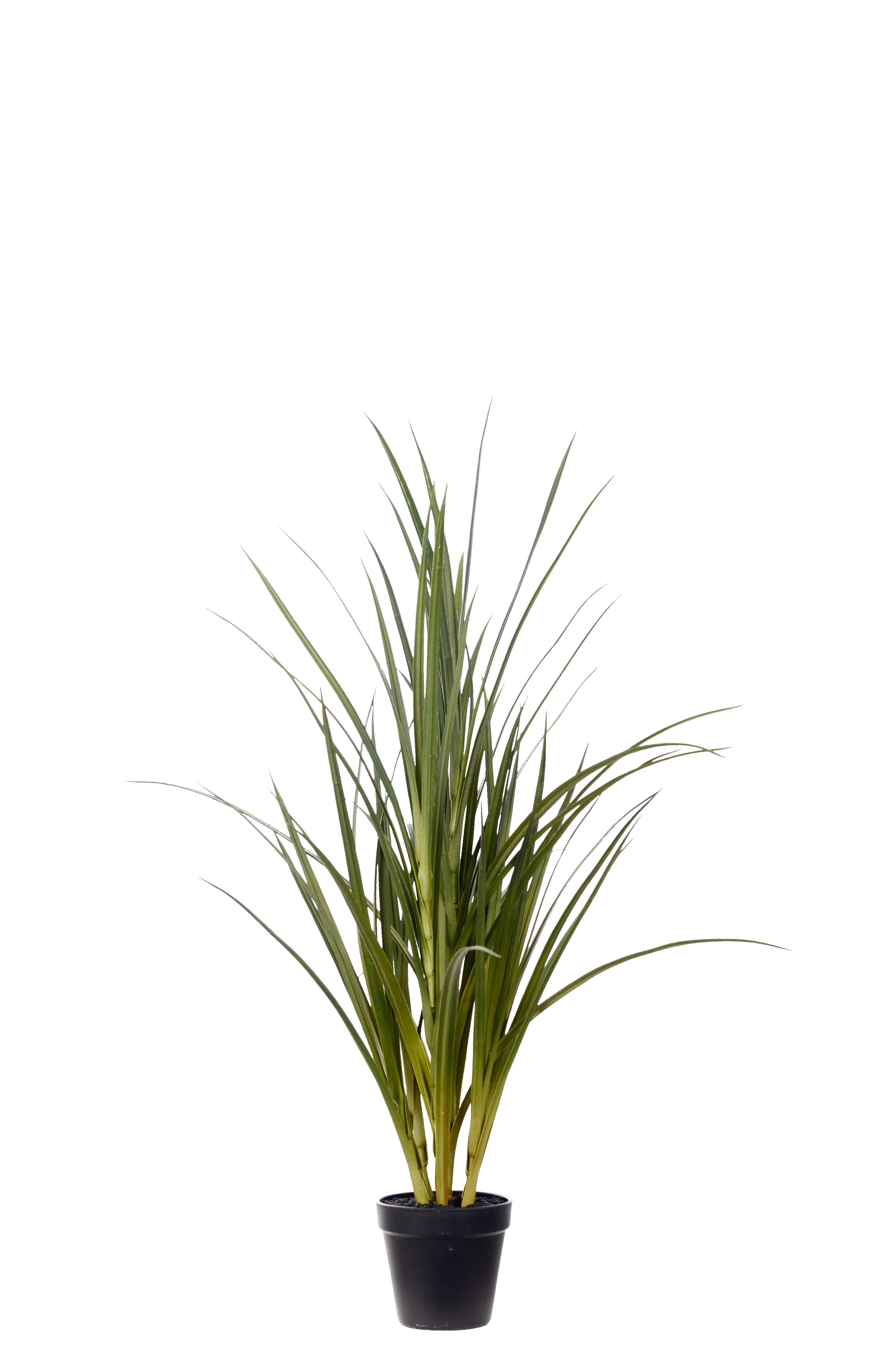 Gräs