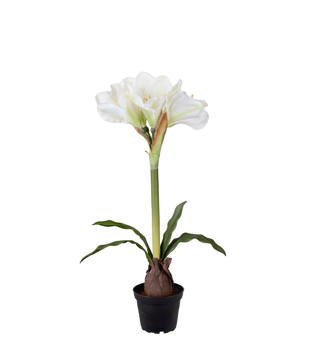 Amaryllis i kruka
