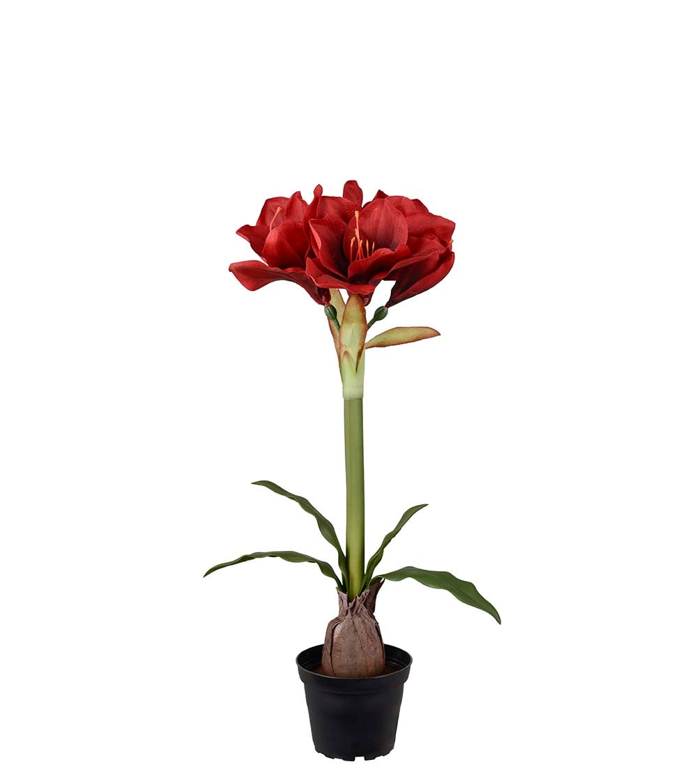Amaryllis i kruka