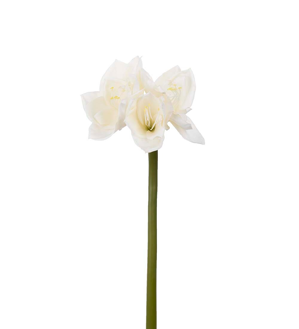 Amaryllis