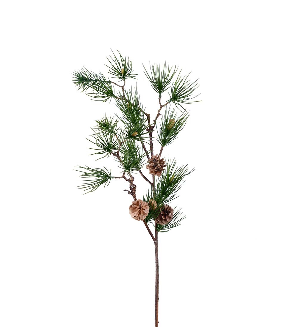 Tallkvist med kottar