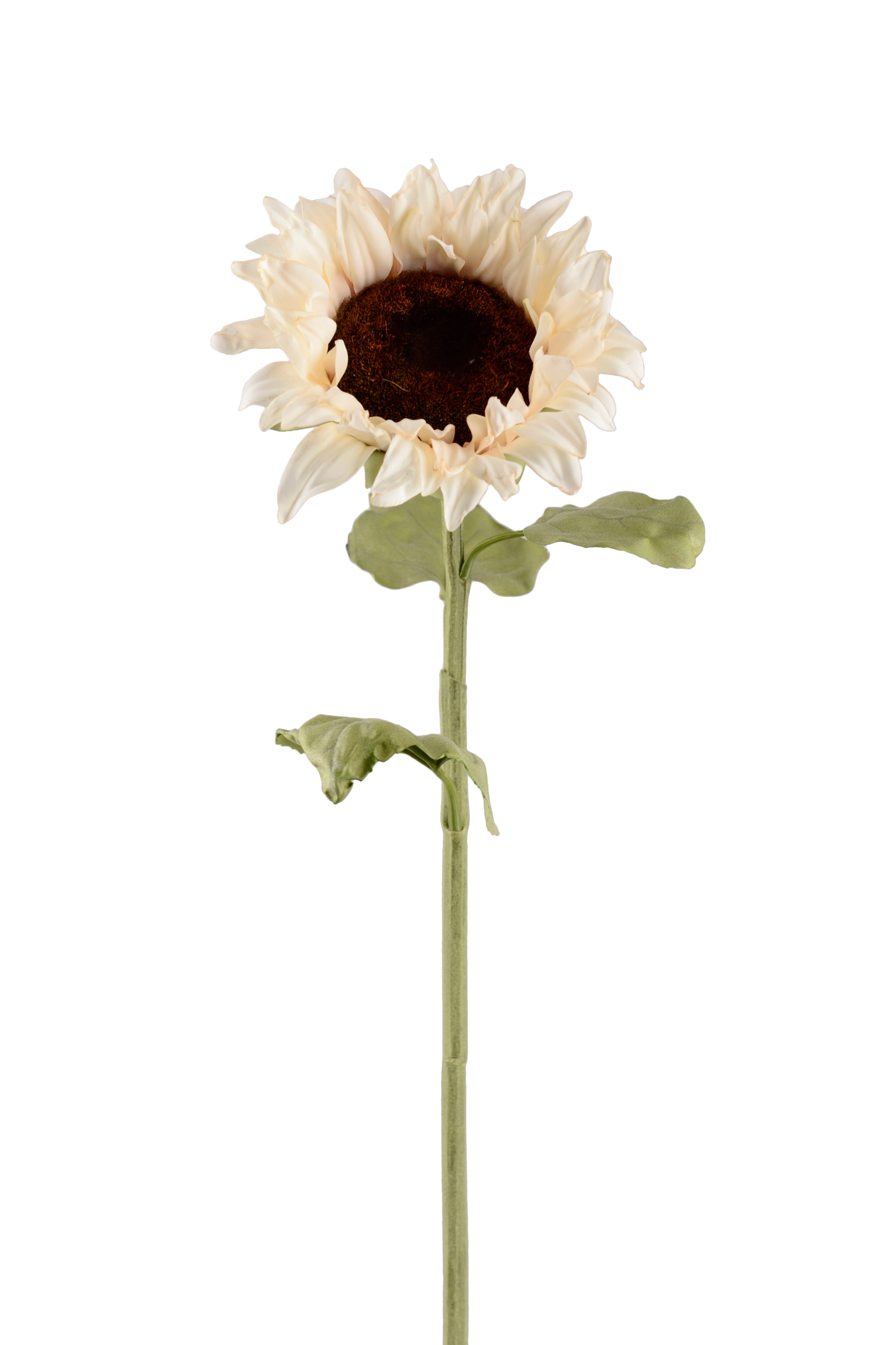 Solros