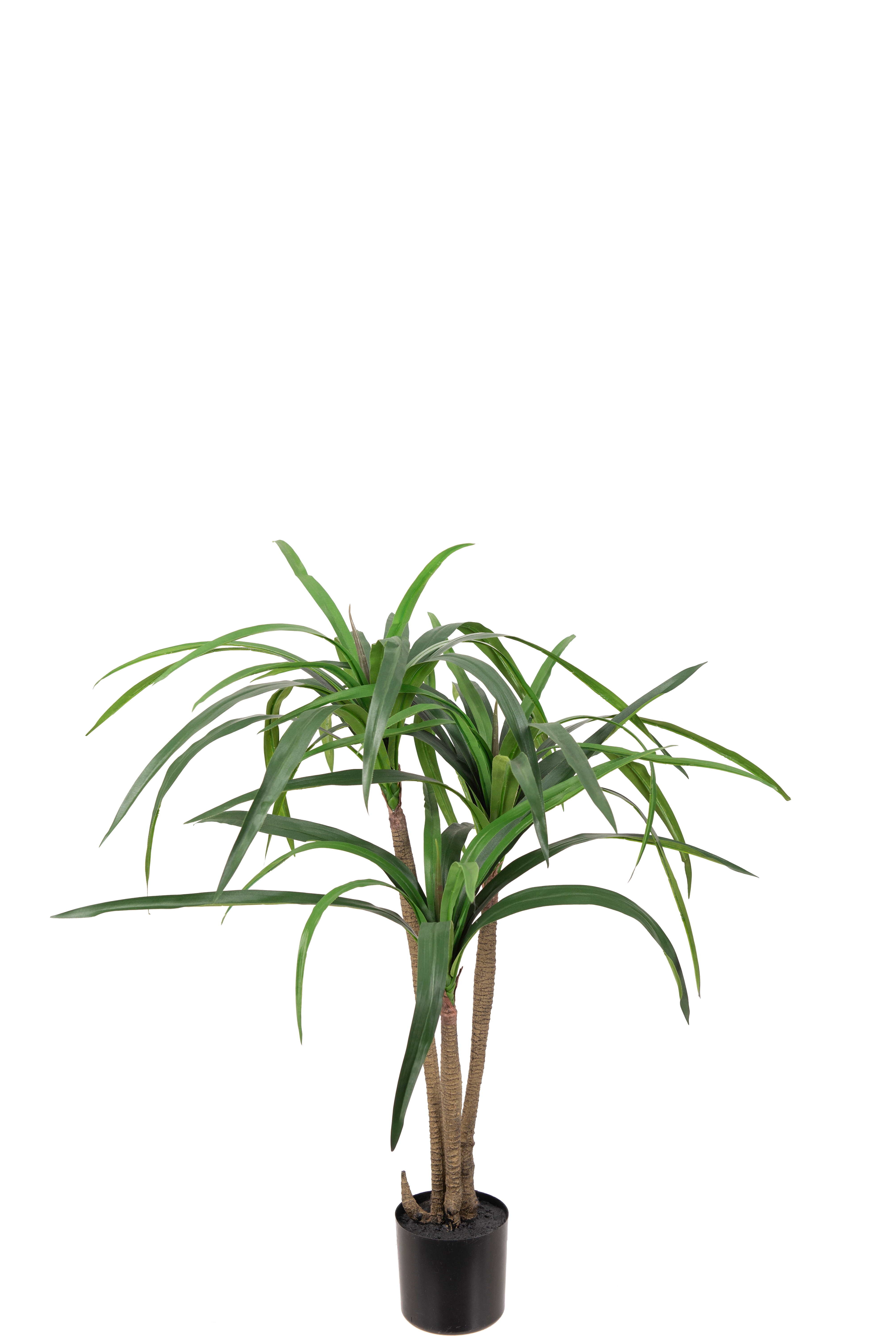 Dracena