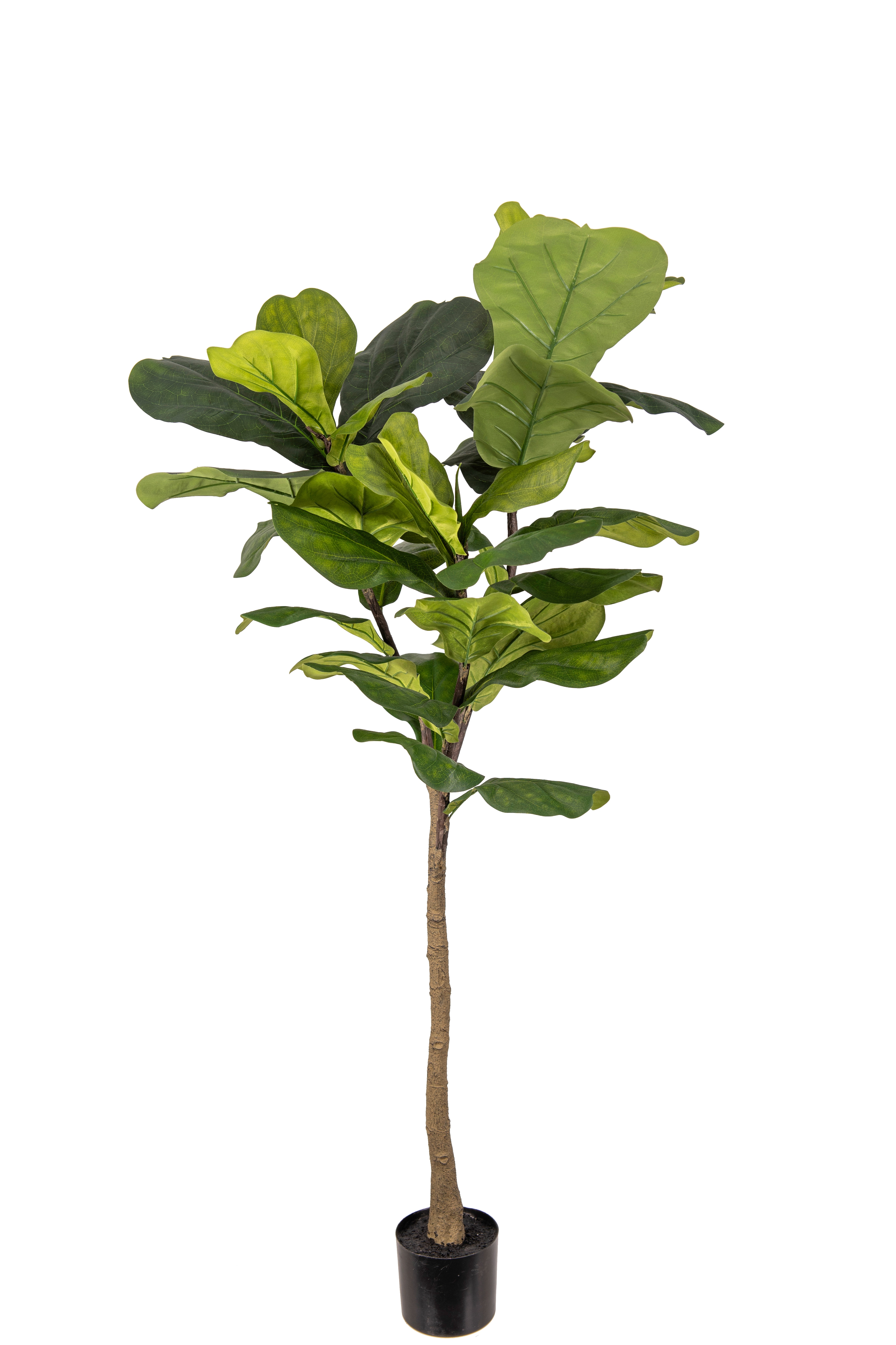 Fiolfikus