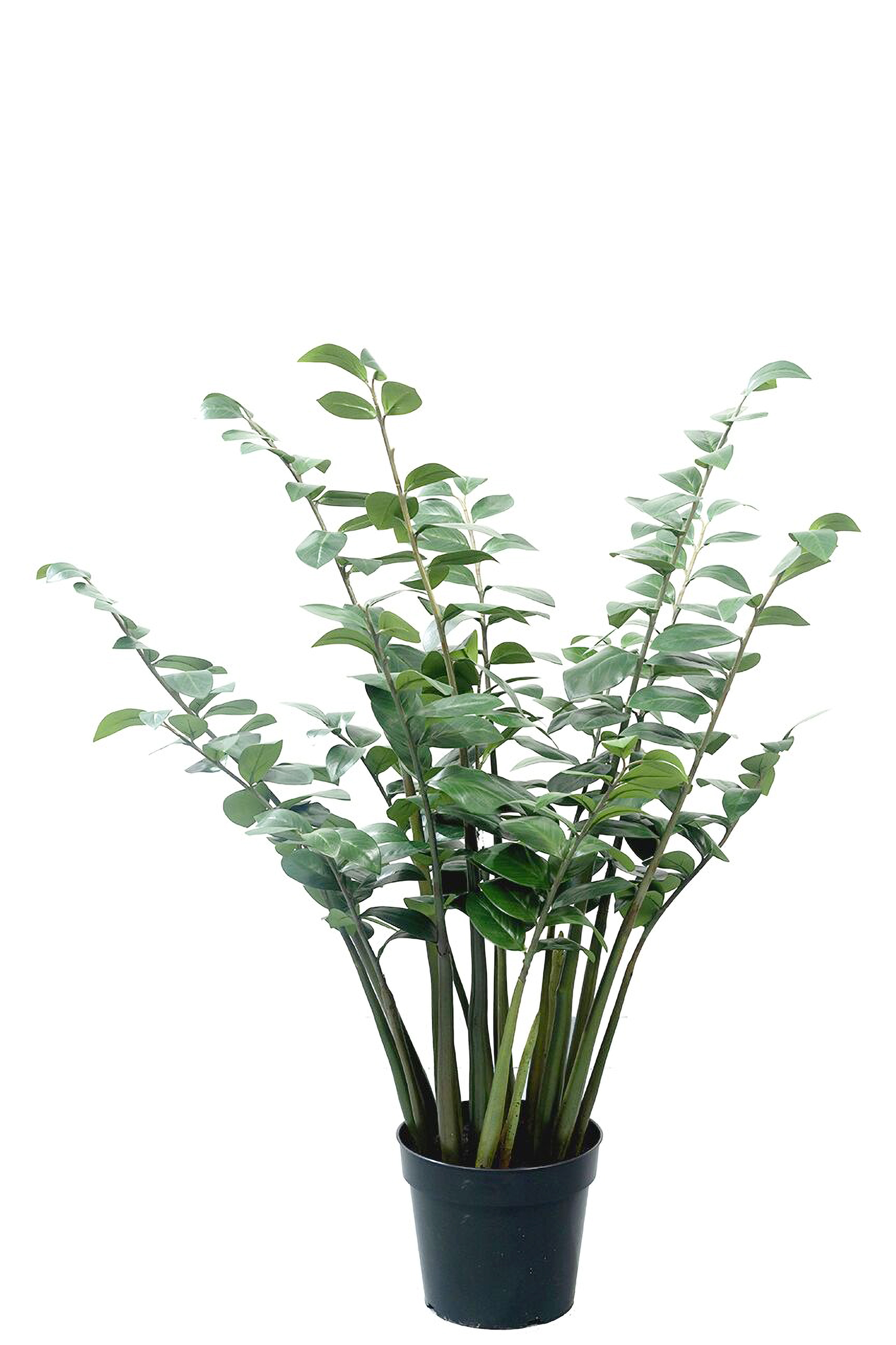 Zamifolia i kruka