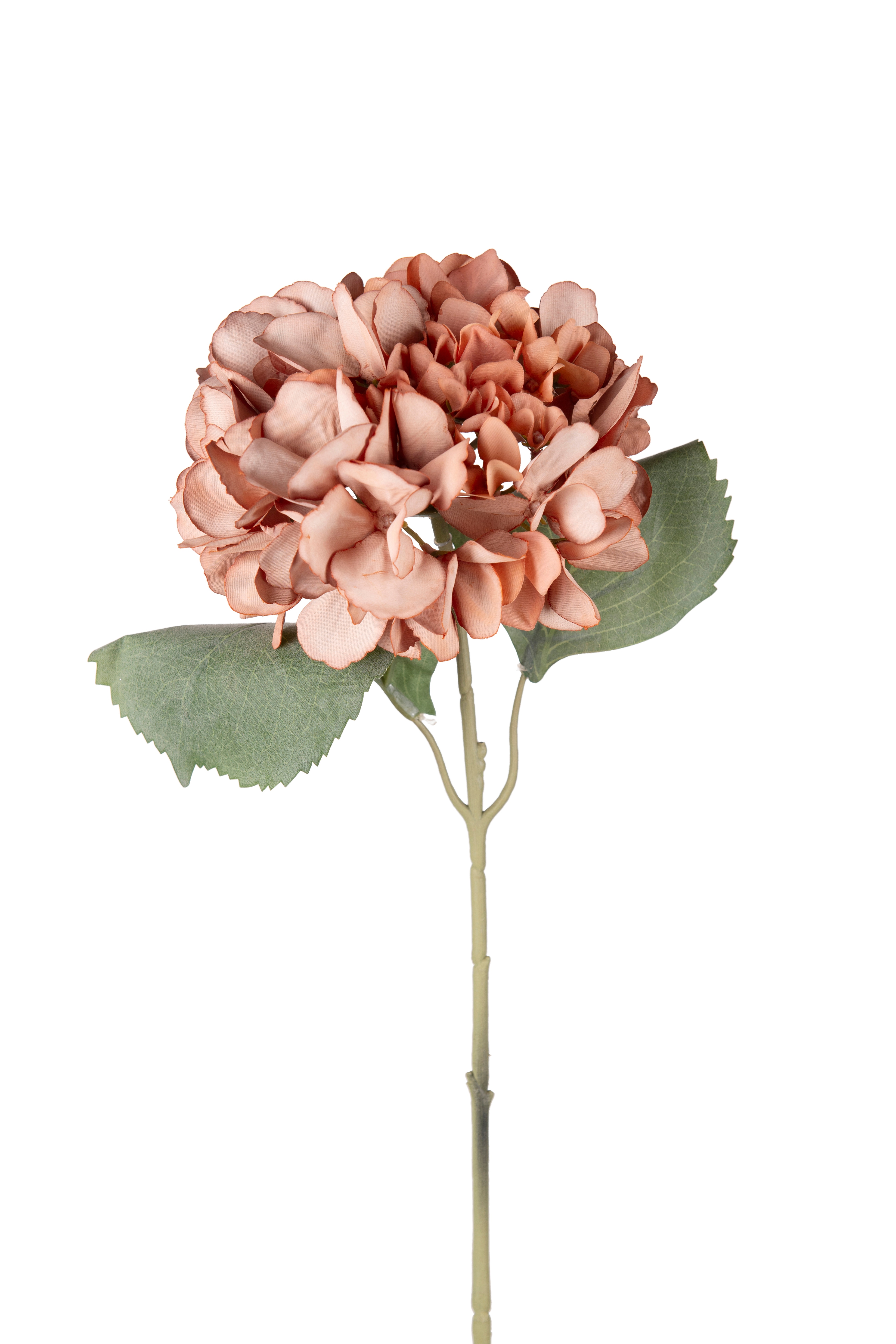 Hortensia
