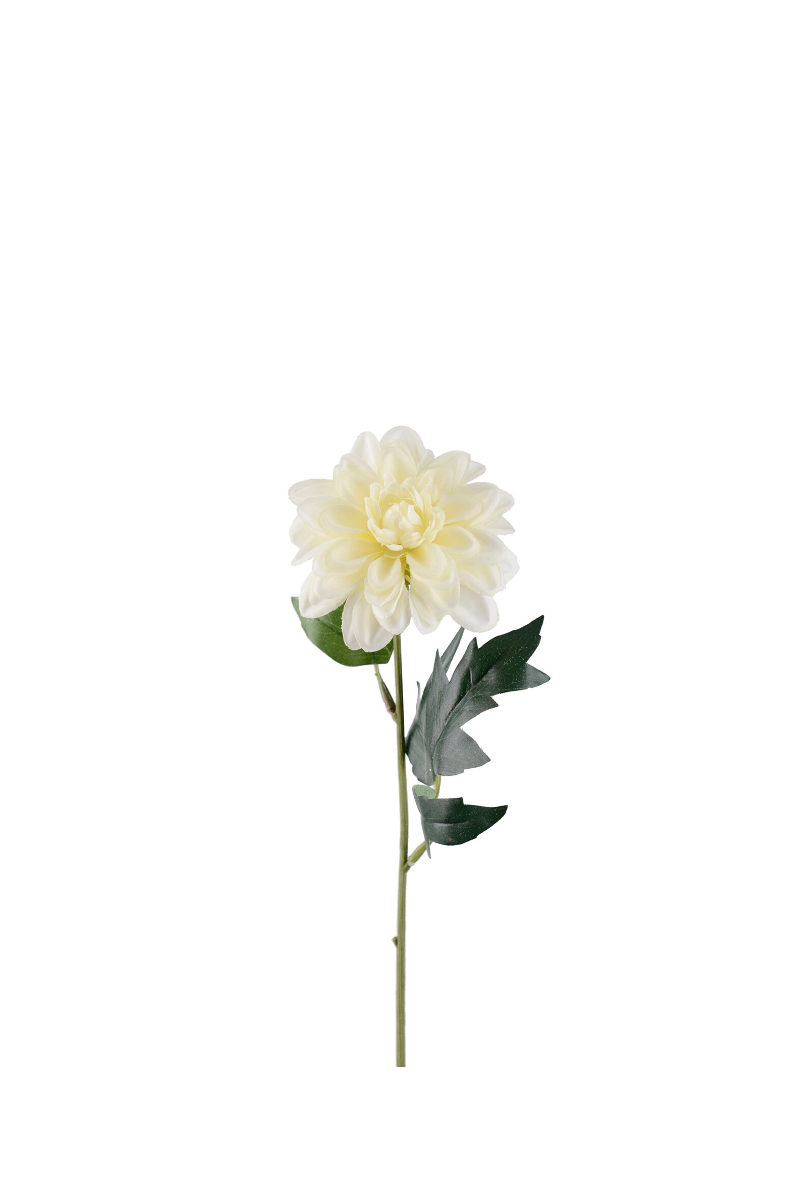 Zinnia