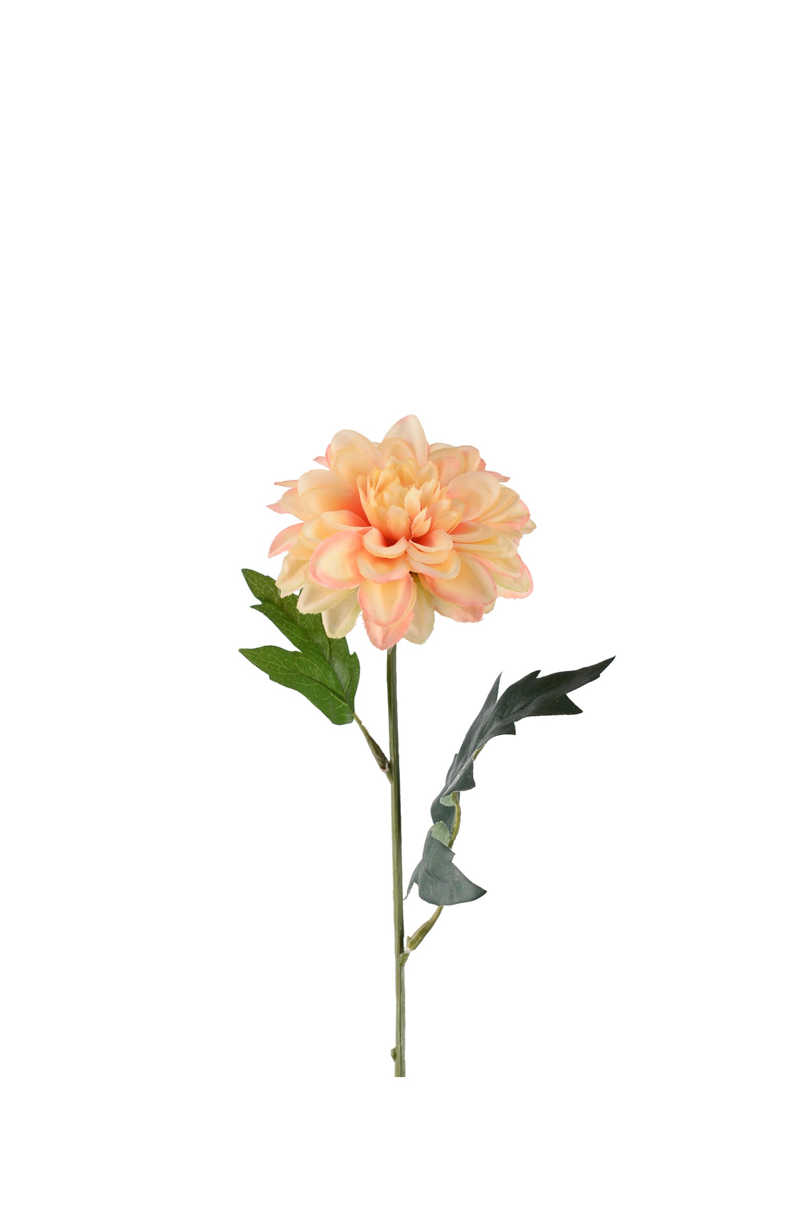 Zinnia