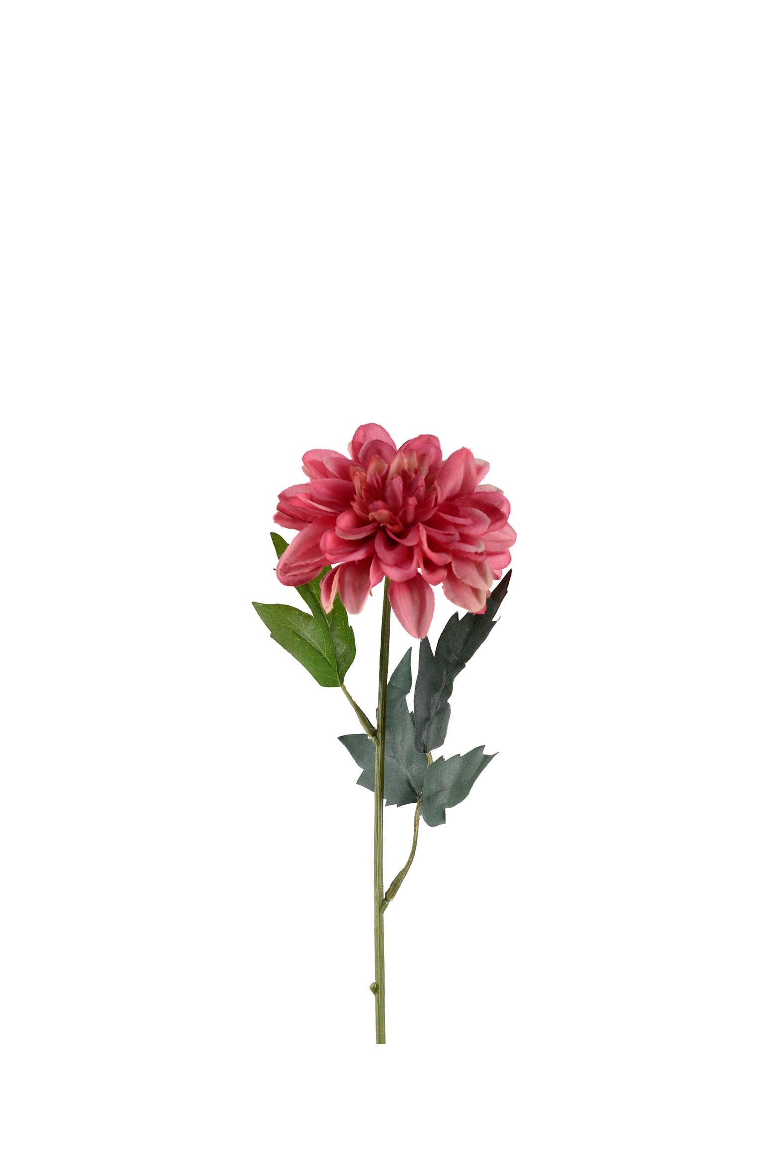 Zinnia