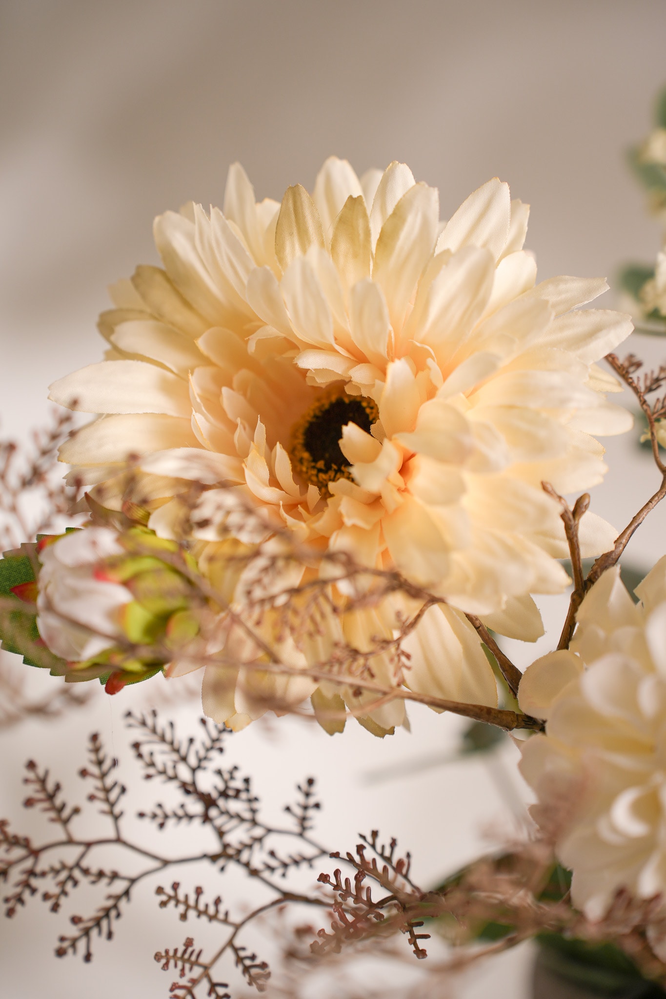 Gerbera