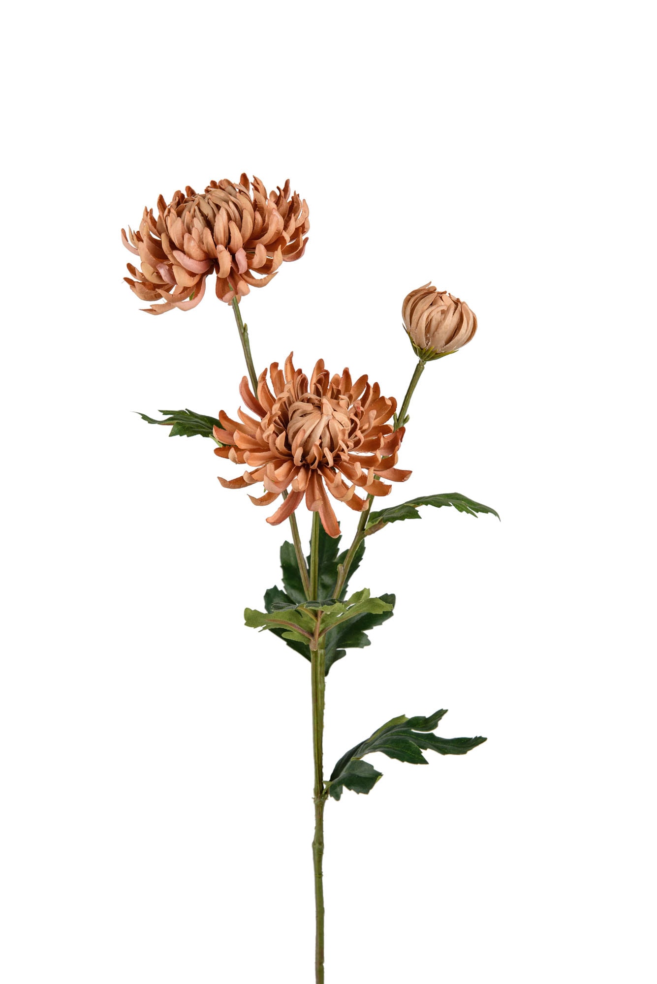 Chrysanthemum