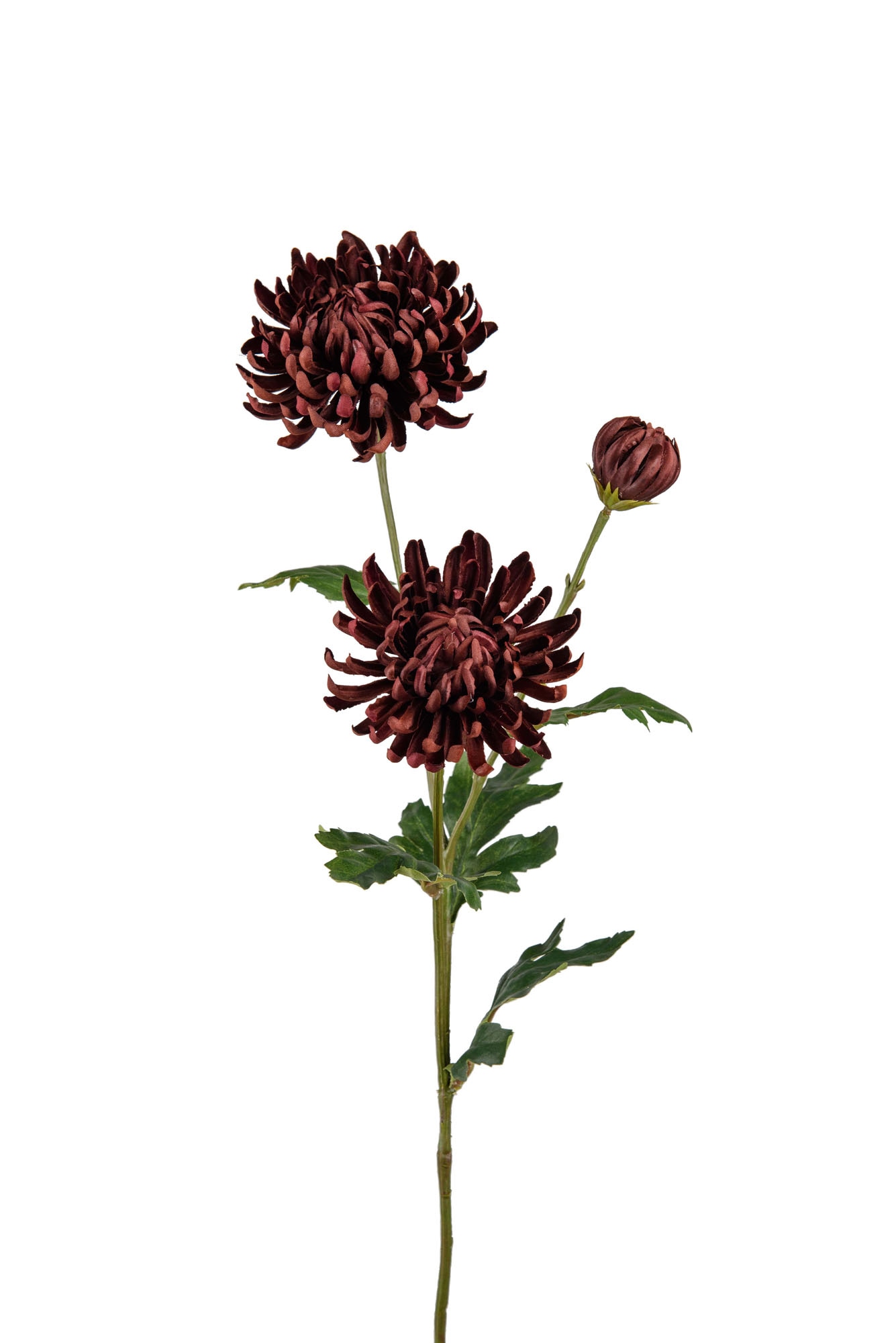 Chrysanthemum