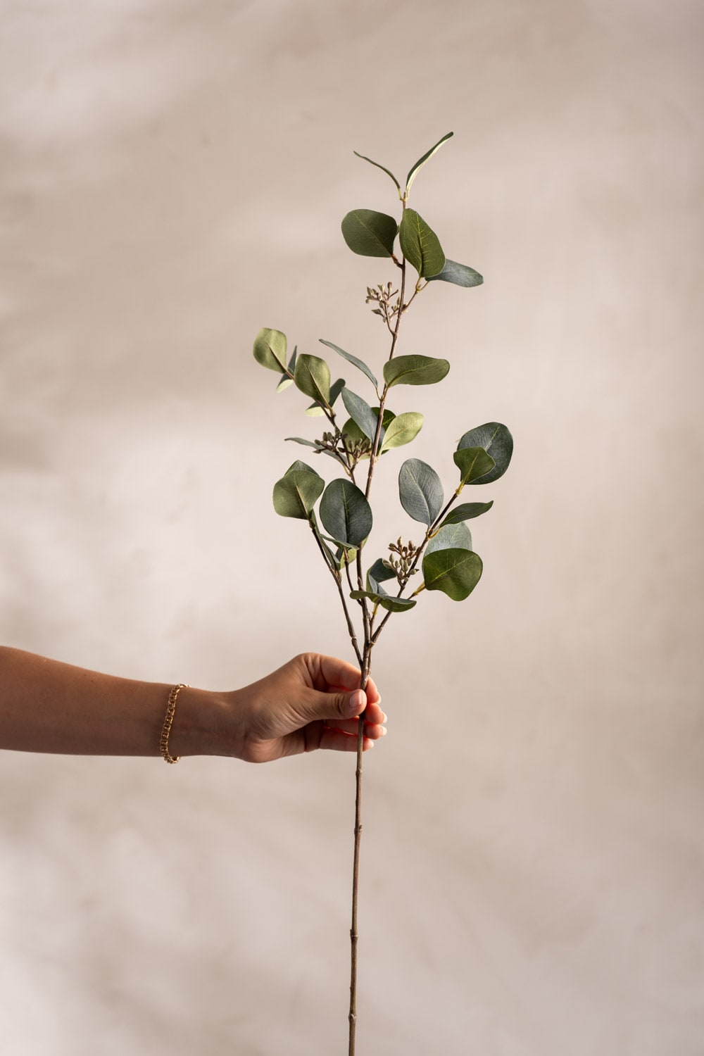 Eucalyptus med bär