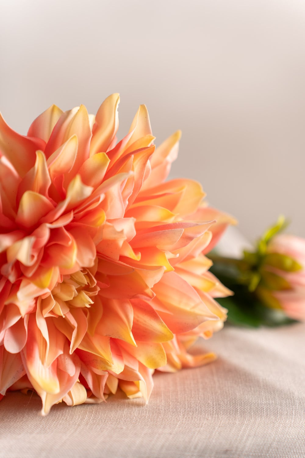 Dahlia