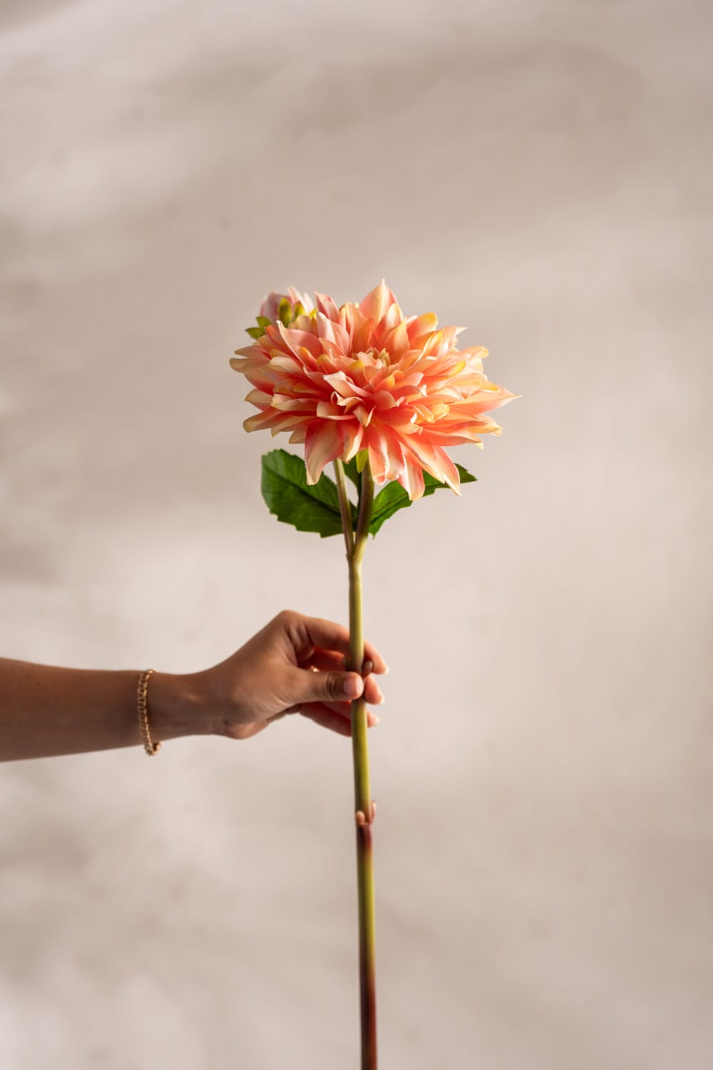 Dahlia