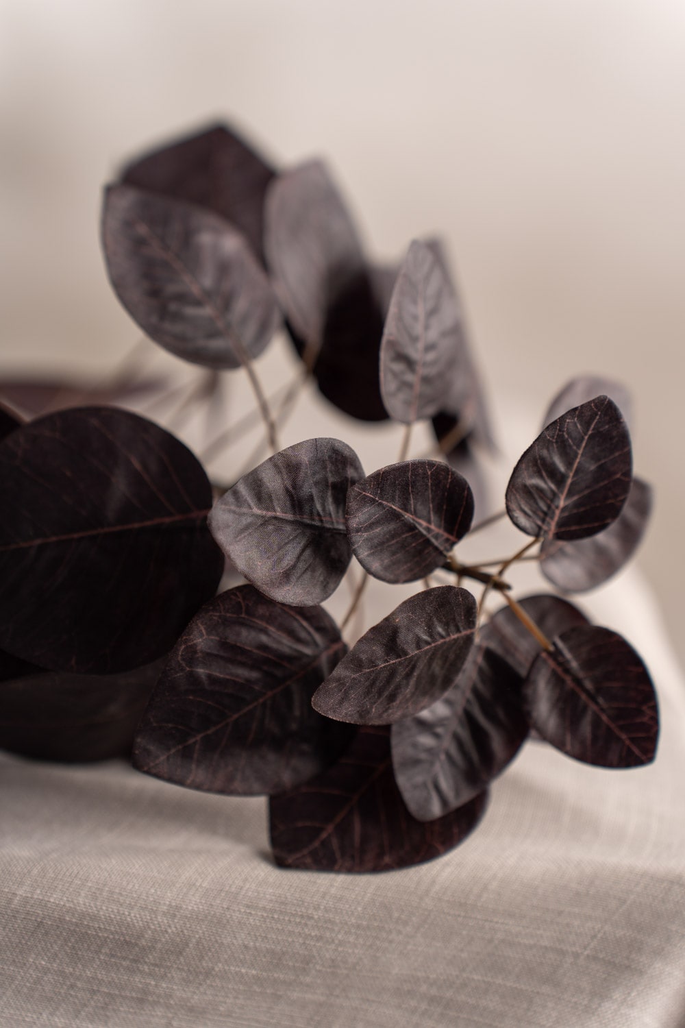 Cotinus
