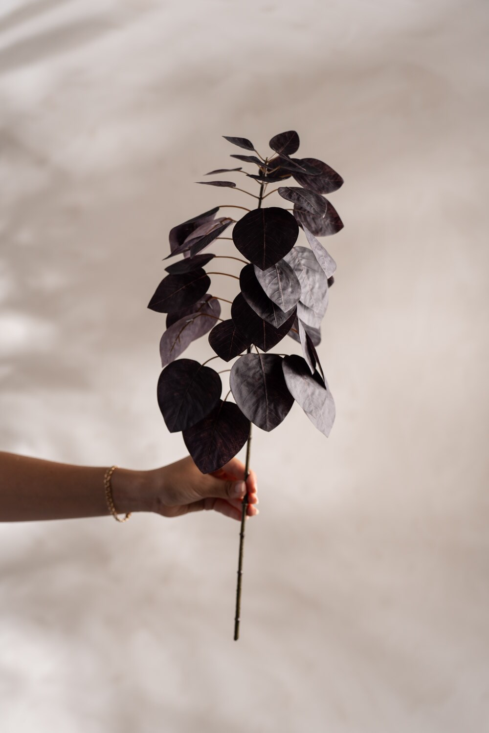 Cotinus