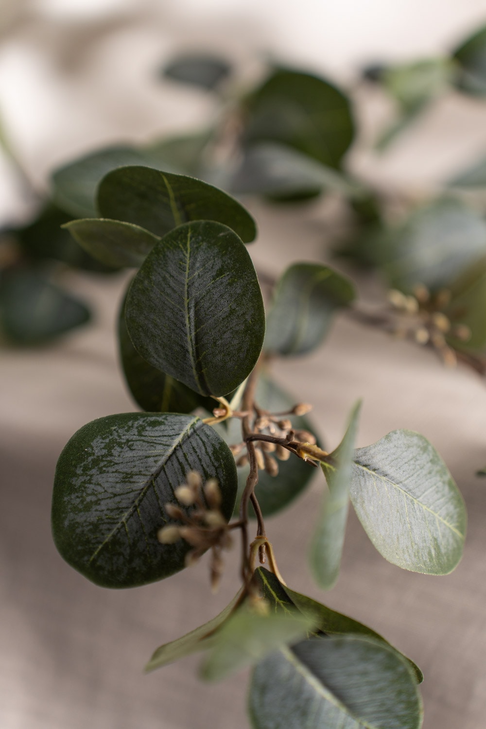 Eucalyptus med bär