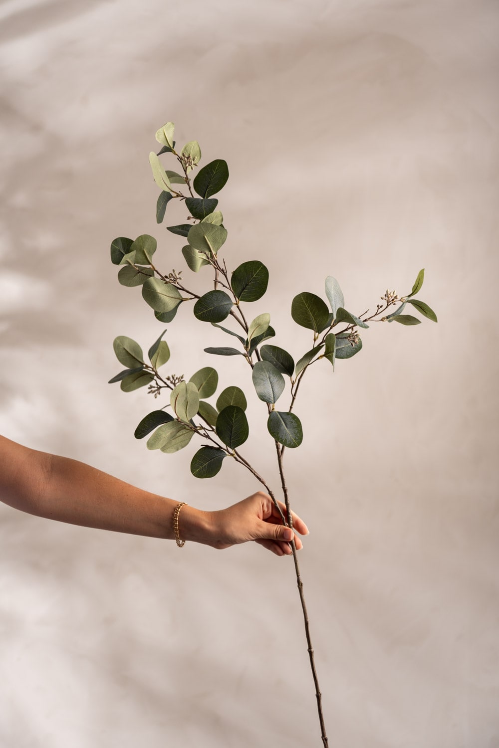 Eucalyptus med bär