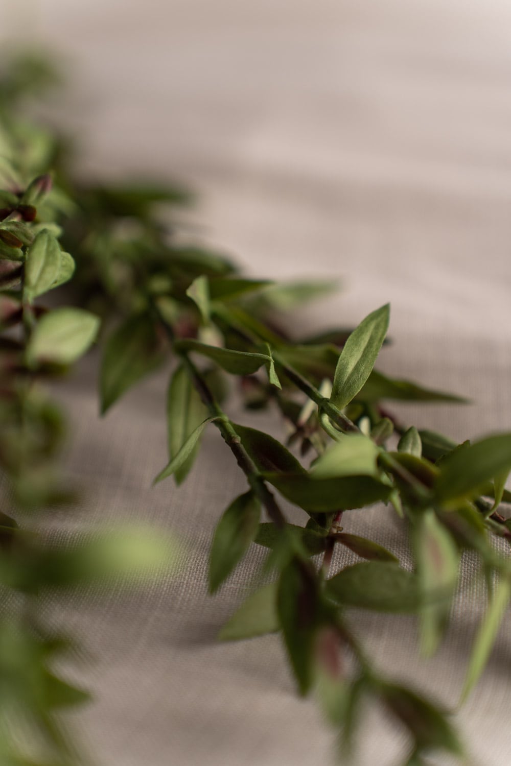Eucalyptus