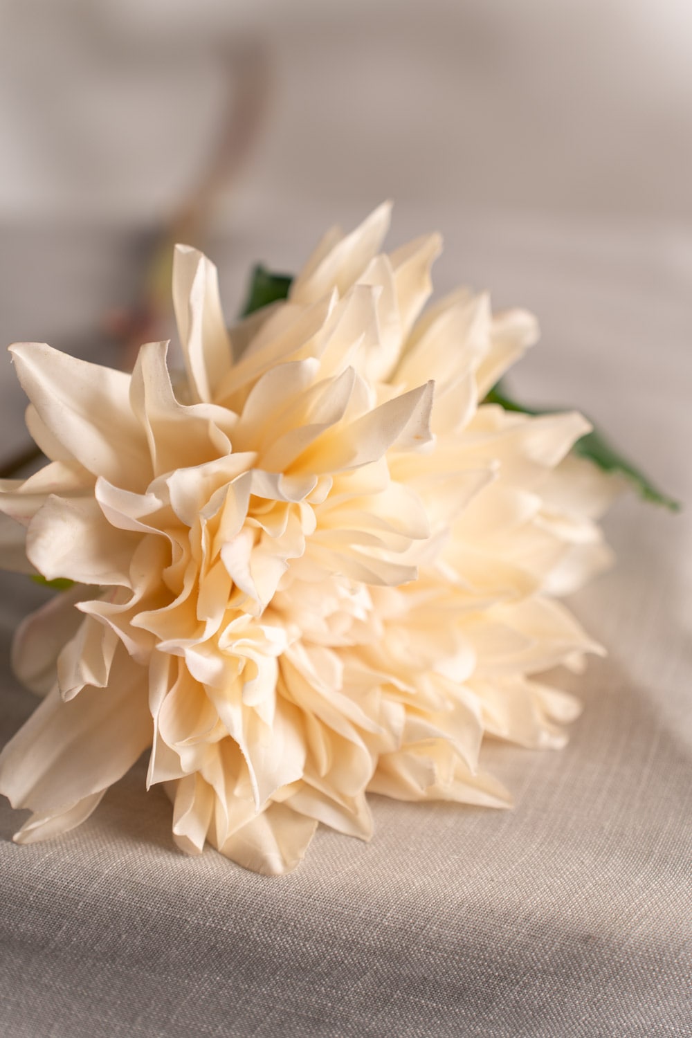 Dahlia