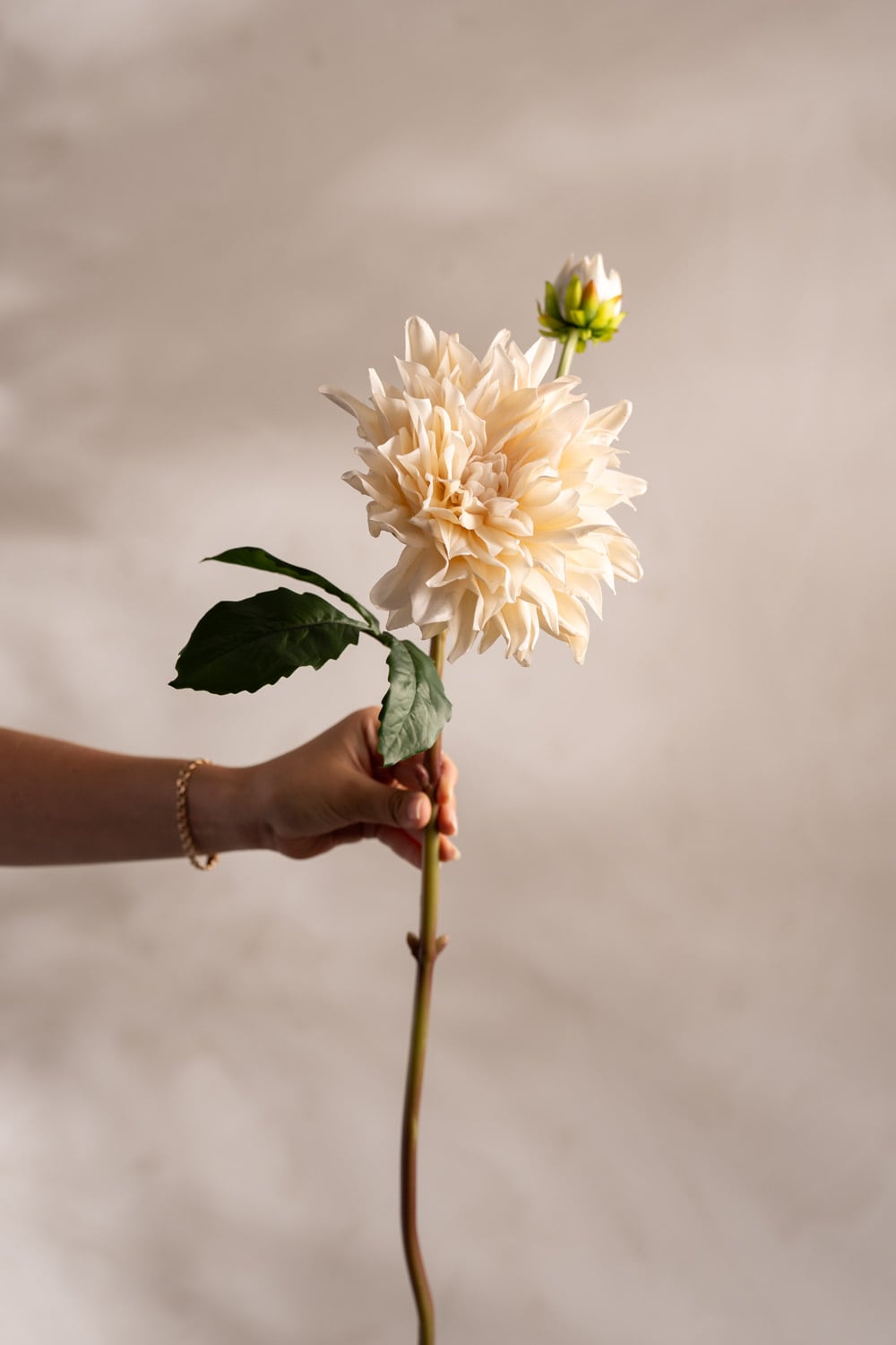 Dahlia