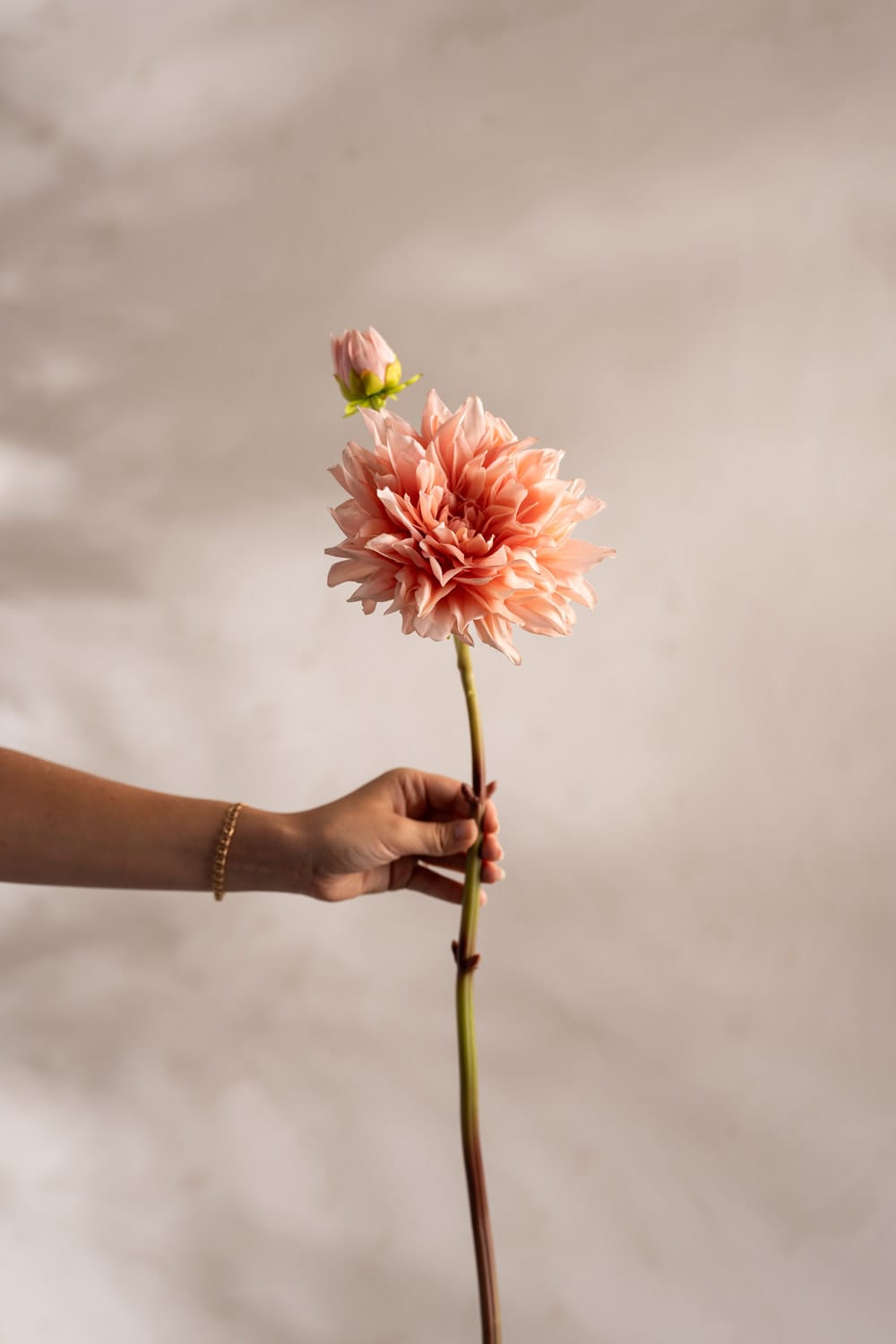Dahlia