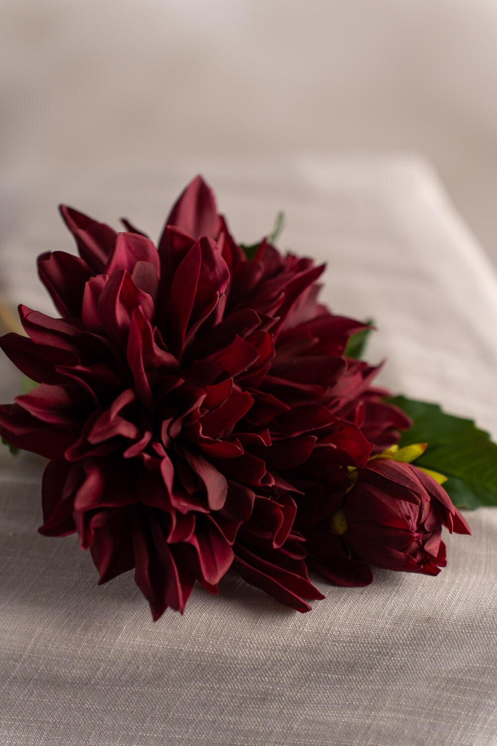 Dahlia