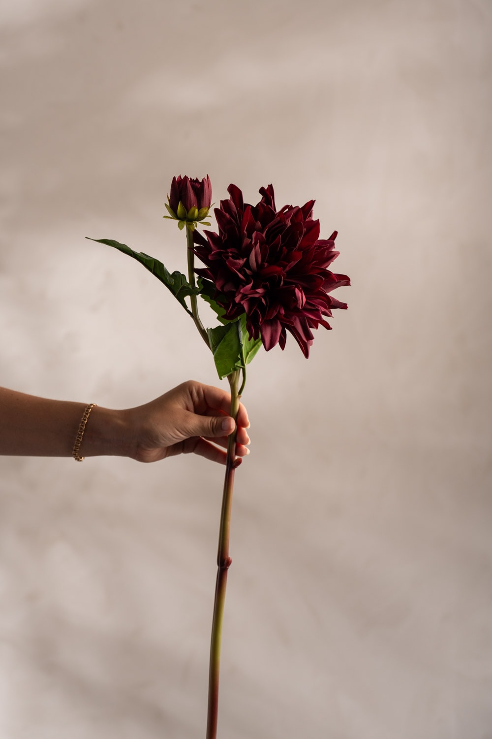Dahlia