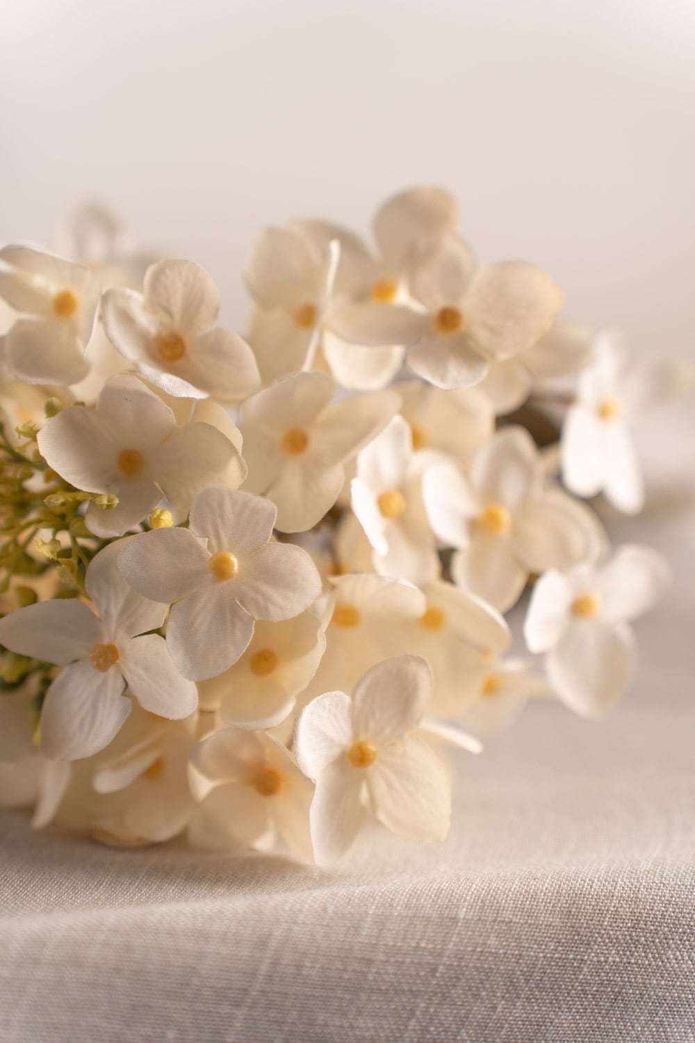 Hortensia