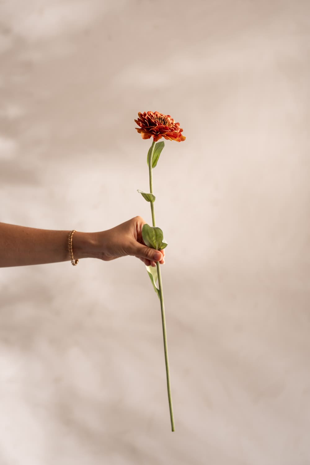 Zinnia