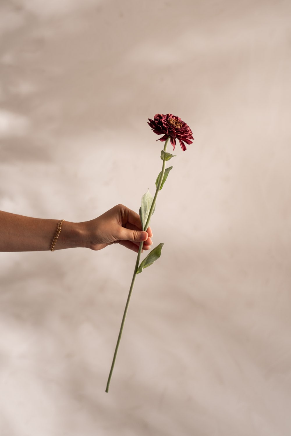 Zinnia