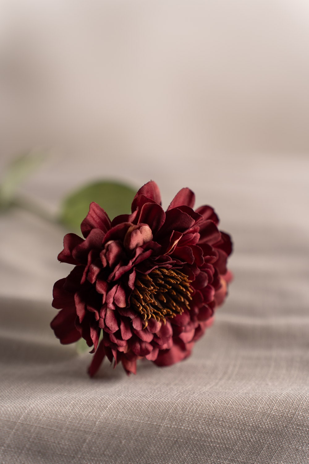 Zinnia