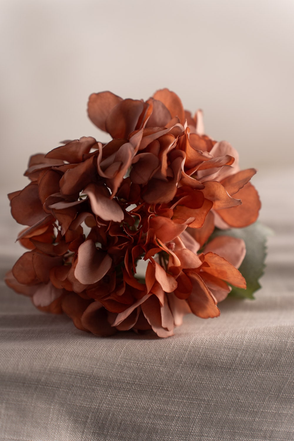 Hortensia